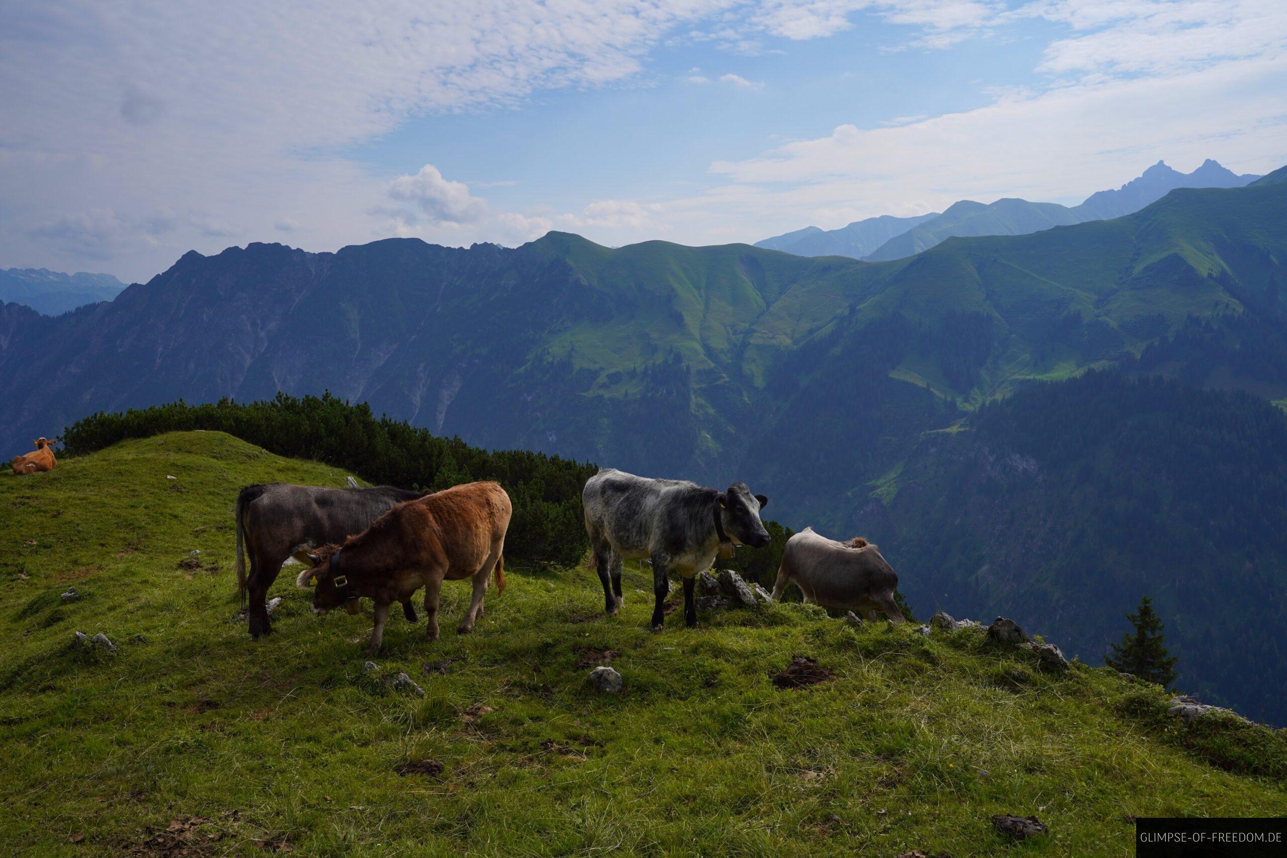 Kuehe weiden am Guggersee scaled Kühe weiden am Guggersee