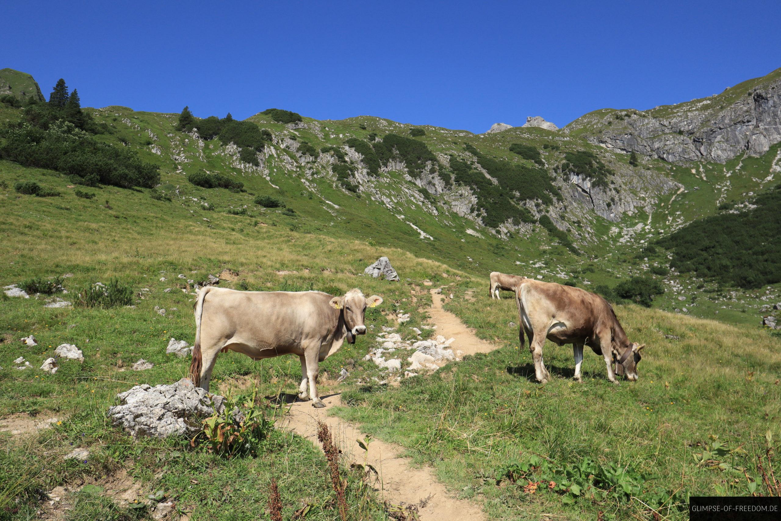 Kühe weiden auf der Route zum Engeratsgundsee