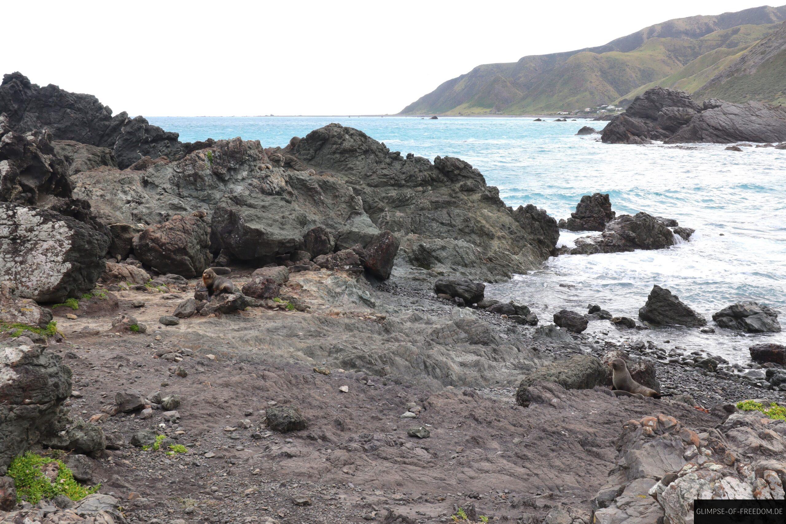 Kueste mit Robbenkolonie scaled Küste mit Robbenkolonie