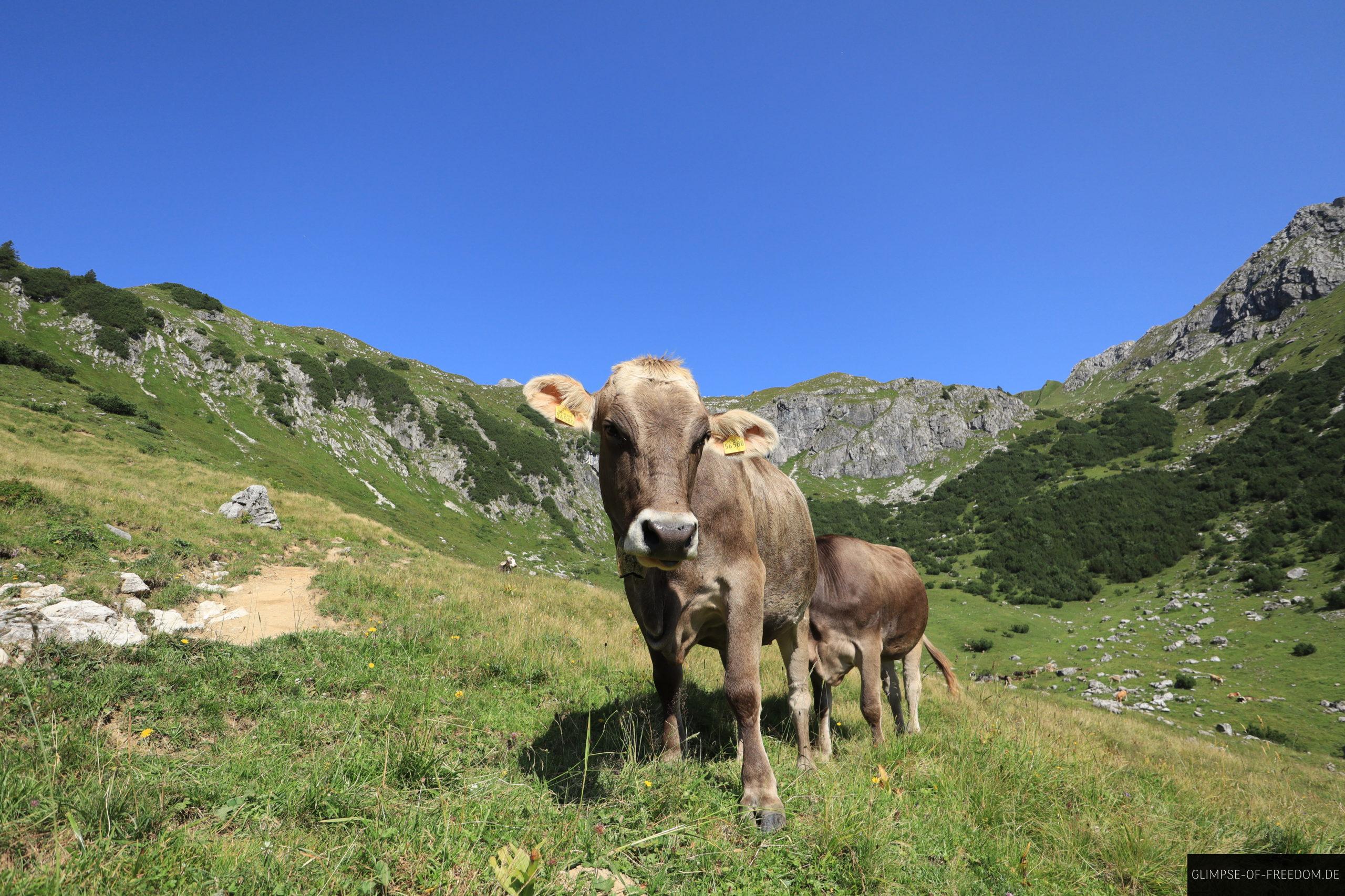 Kuh Portrait im Allgaeu scaled Kuh Porträt im Allgäu