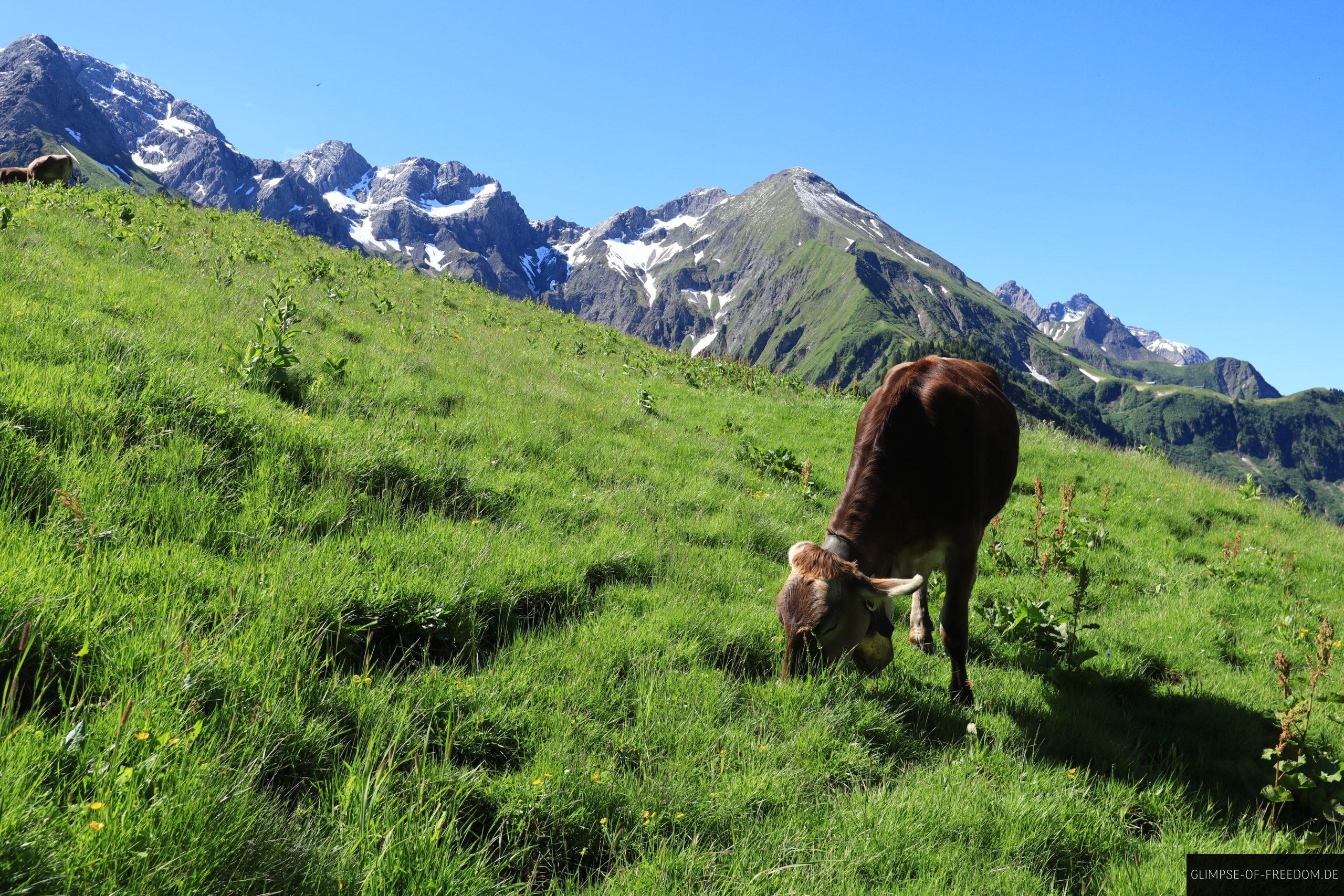Kuh weidet auf dem Einödsberg