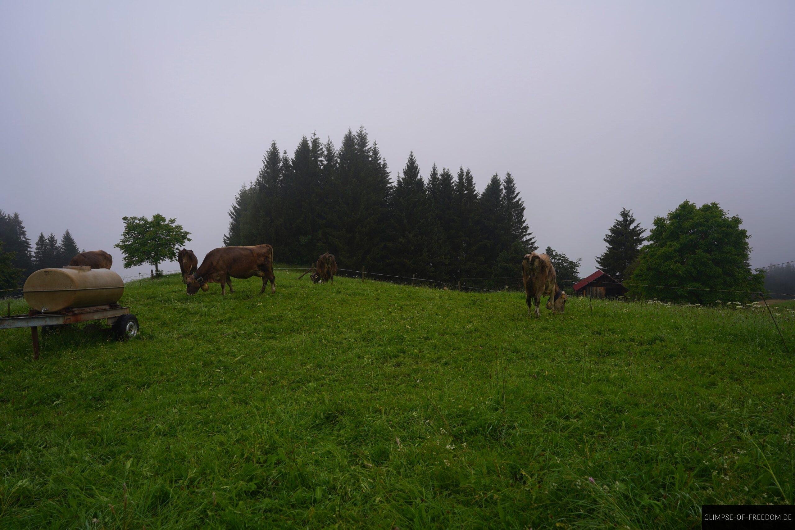 Kuhweide am Parkplatz Strausberg scaled Kuhweide am Parkplatz Strausberg