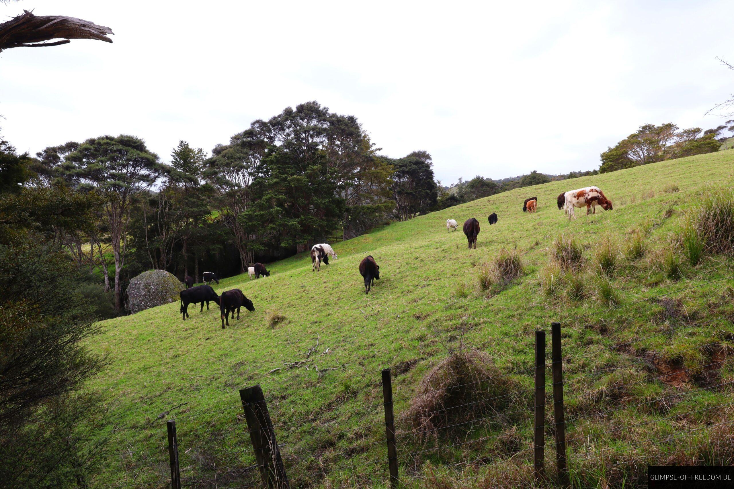 Kuhweide am Wariere Boulders Park scaled Kuhweide am Wariere Boulders Park