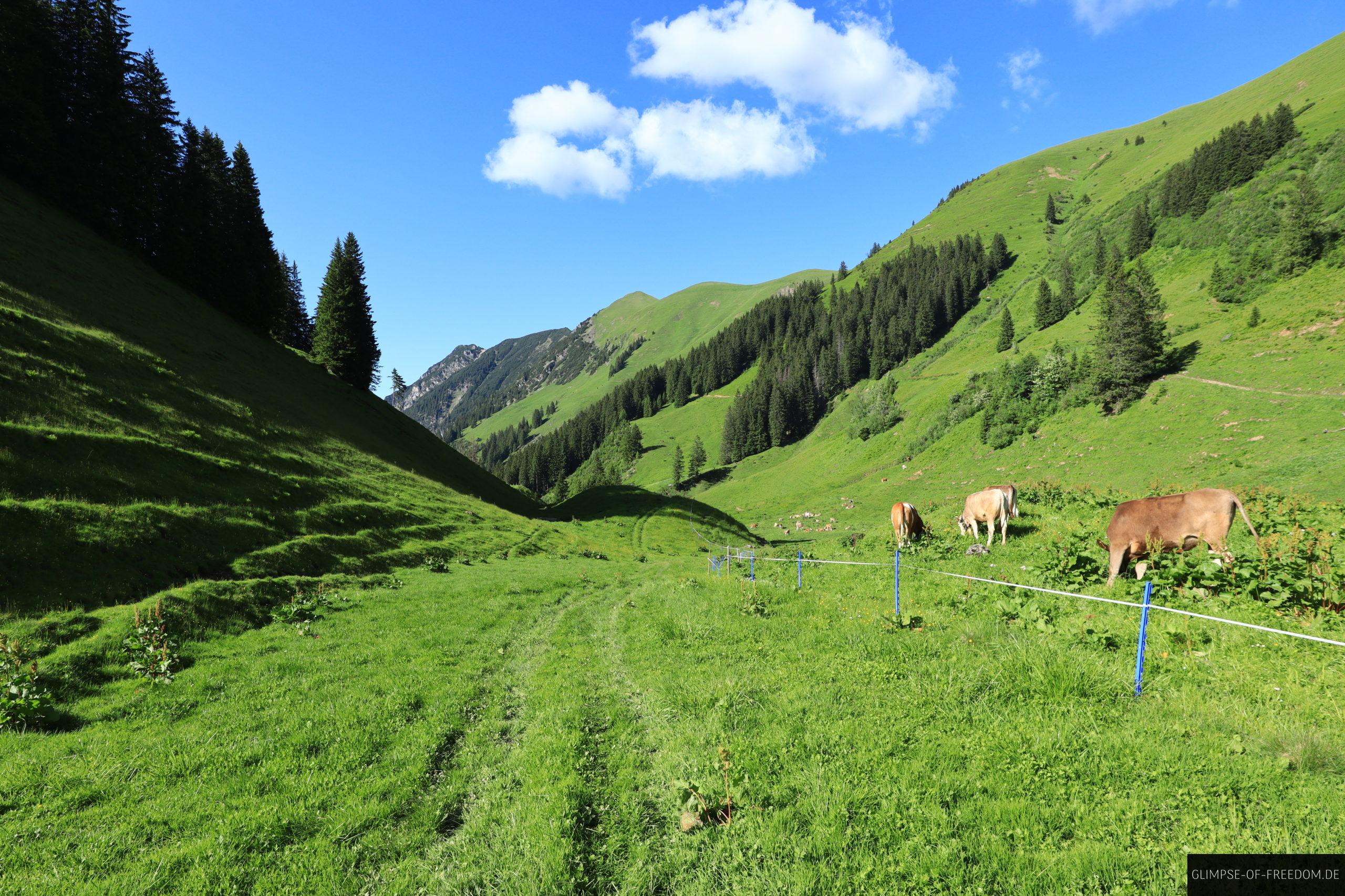 Kuhweide auf dem Rueckweg der Tour scaled Kuhweide auf dem Rückweg der Tour