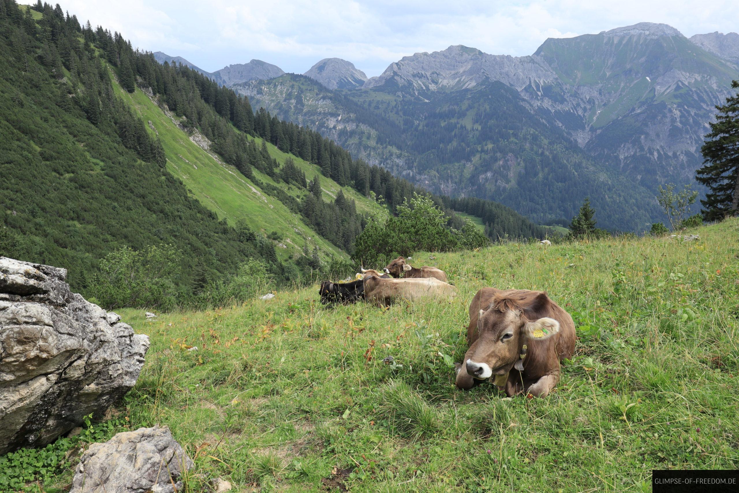 Kuhweide auf dem Rueckweg vom Engeratsgundsee scaled Kuhweide auf dem Rückweg vom Engeratsgundsee