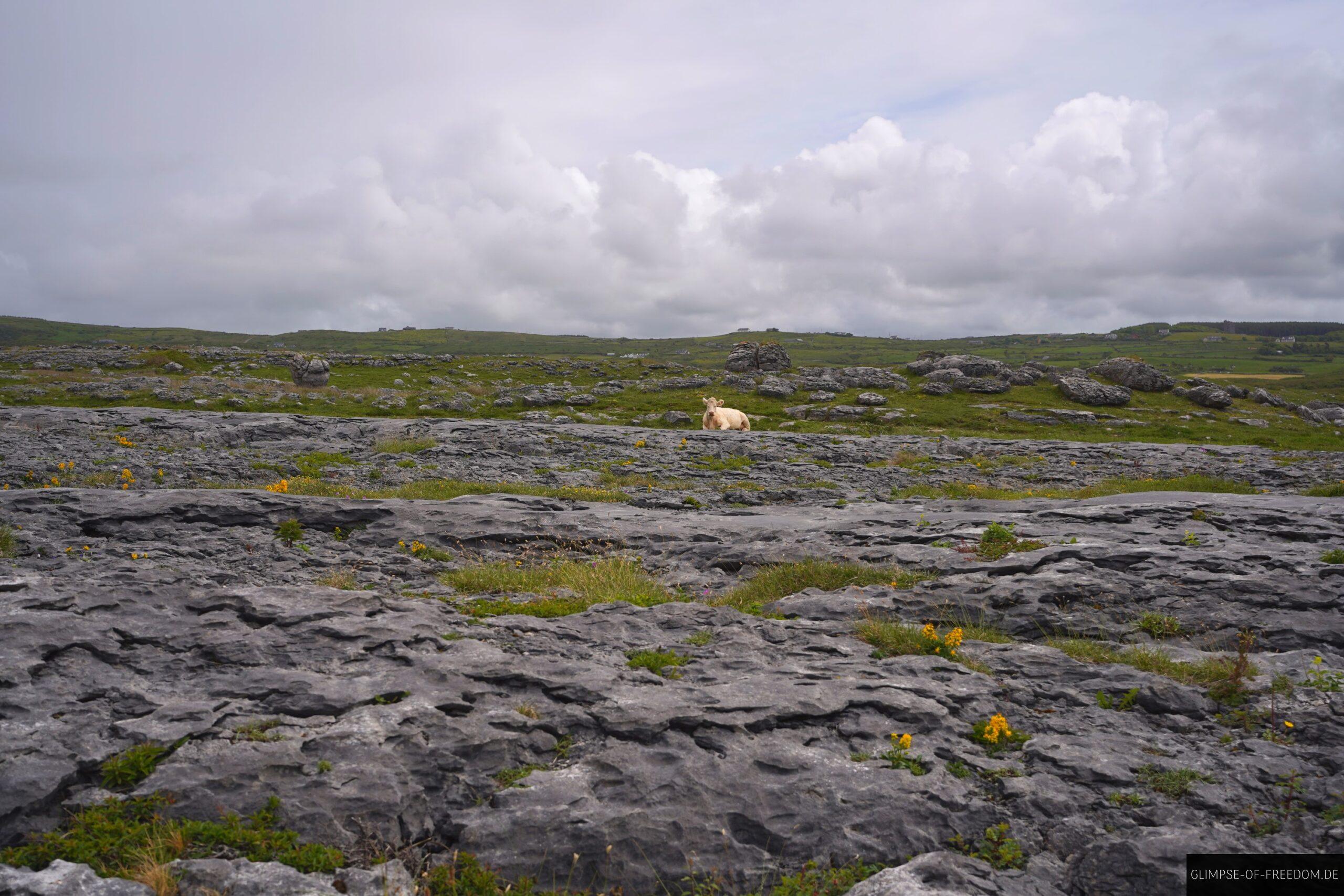 Landschaft an der Burren Panoramastrasse scaled Landschaft an der Burren Panoramastraße