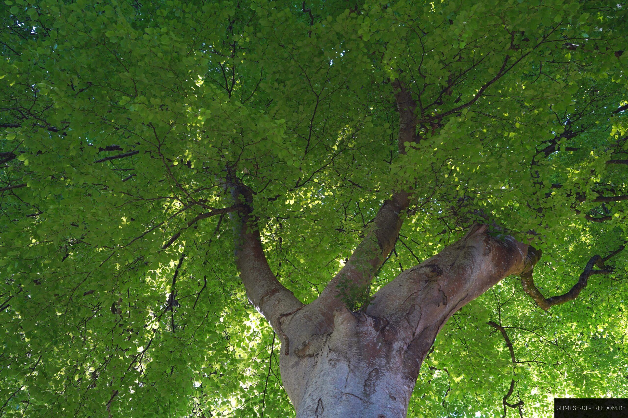 Lebendige Grosse Baeume im Powerscourt Park scaled Lebendige Große Bäume im Powerscourt Park