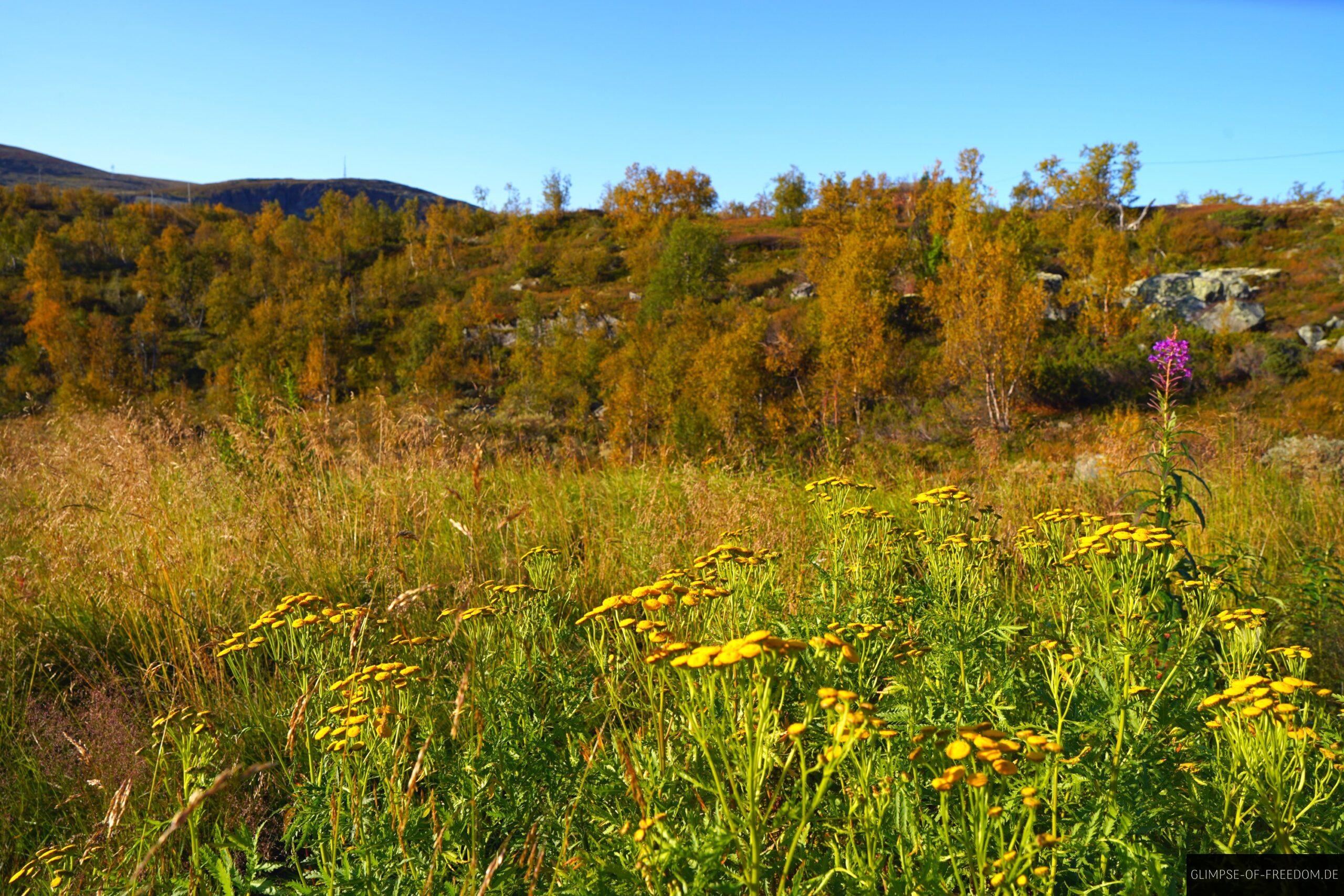 Lebhafte Blumen bei Ustaoset scaled Lebhafte Blumen bei Ustaoset