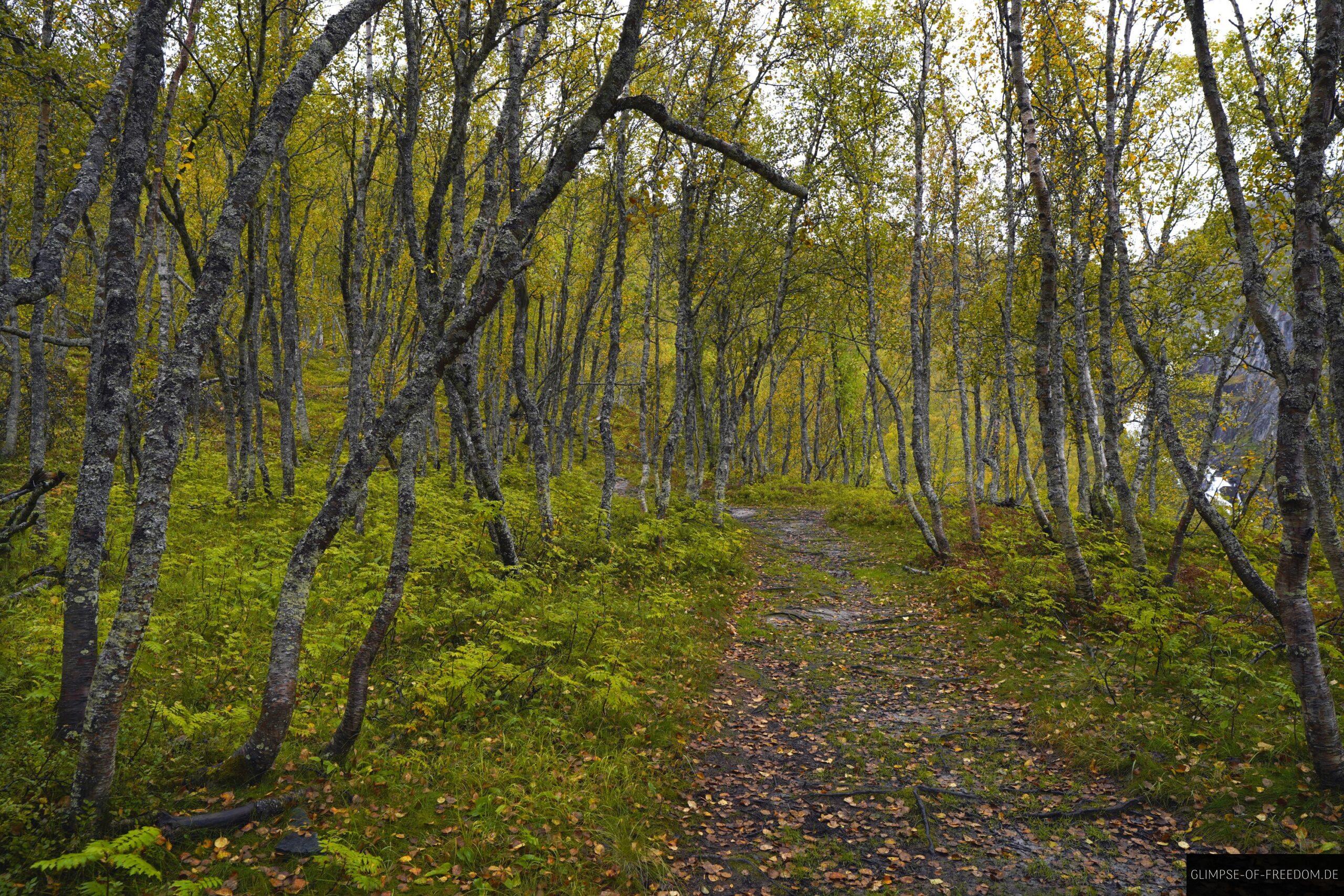 Lebhafter Wald scaled Lebhafter Wald