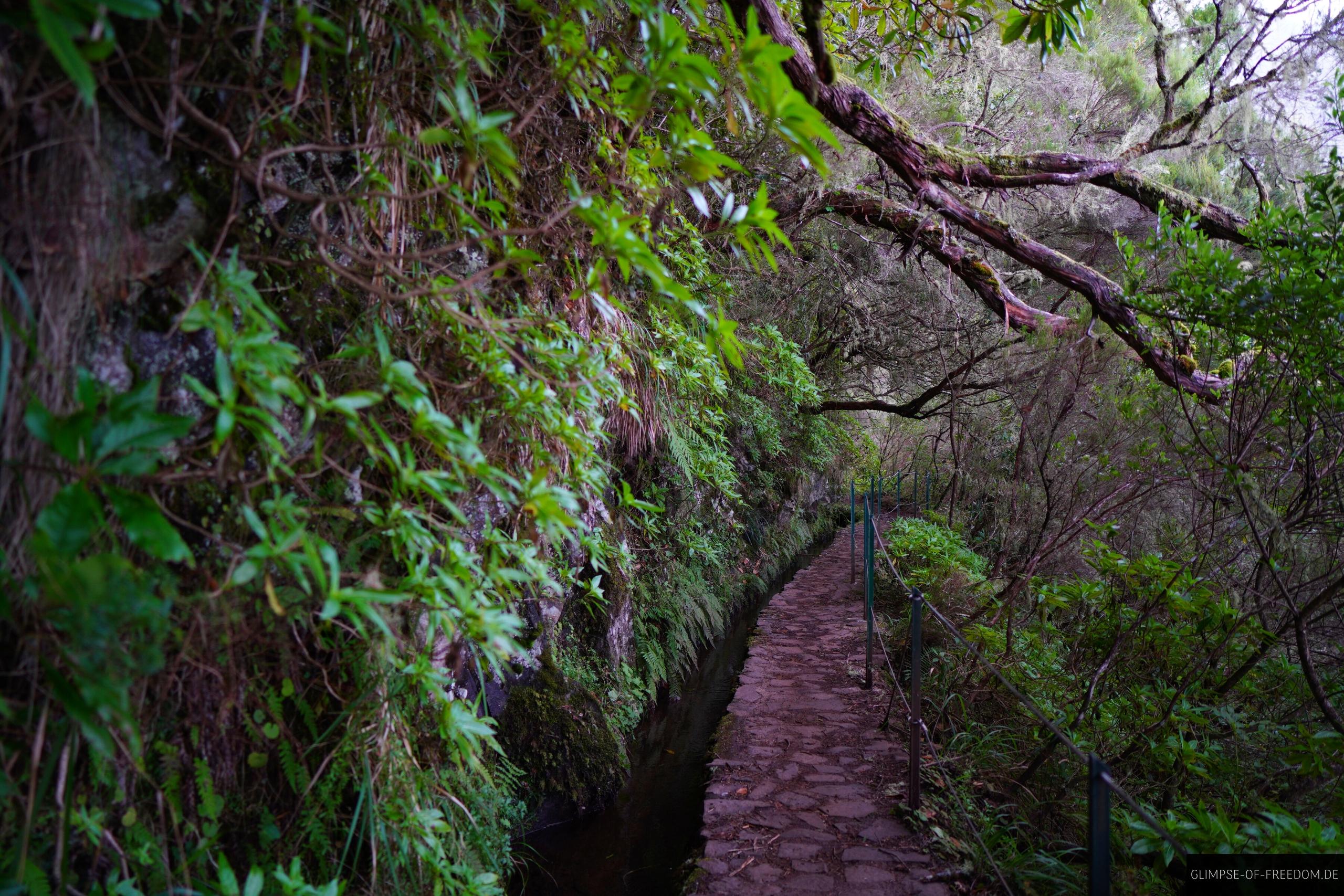 Levada do Caldeirao Verde im Wald Madeiras Levada do Caldeirao Verde im Wald Madeiras
