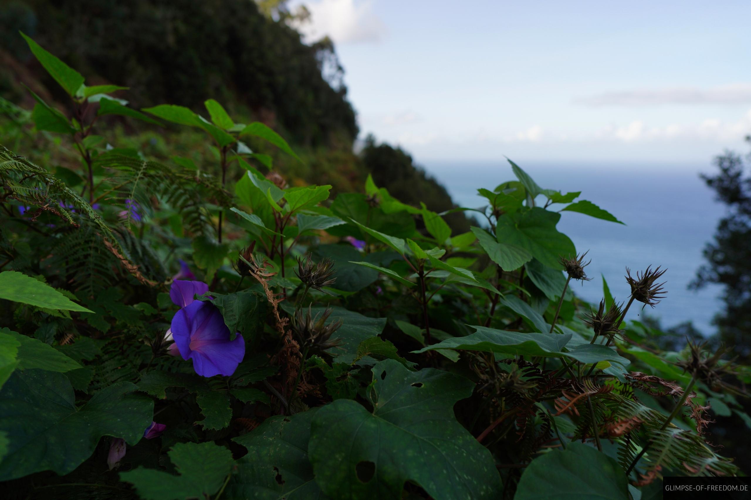 Lila Blume am Boca do Risco Lila Blume am Boca do Risco