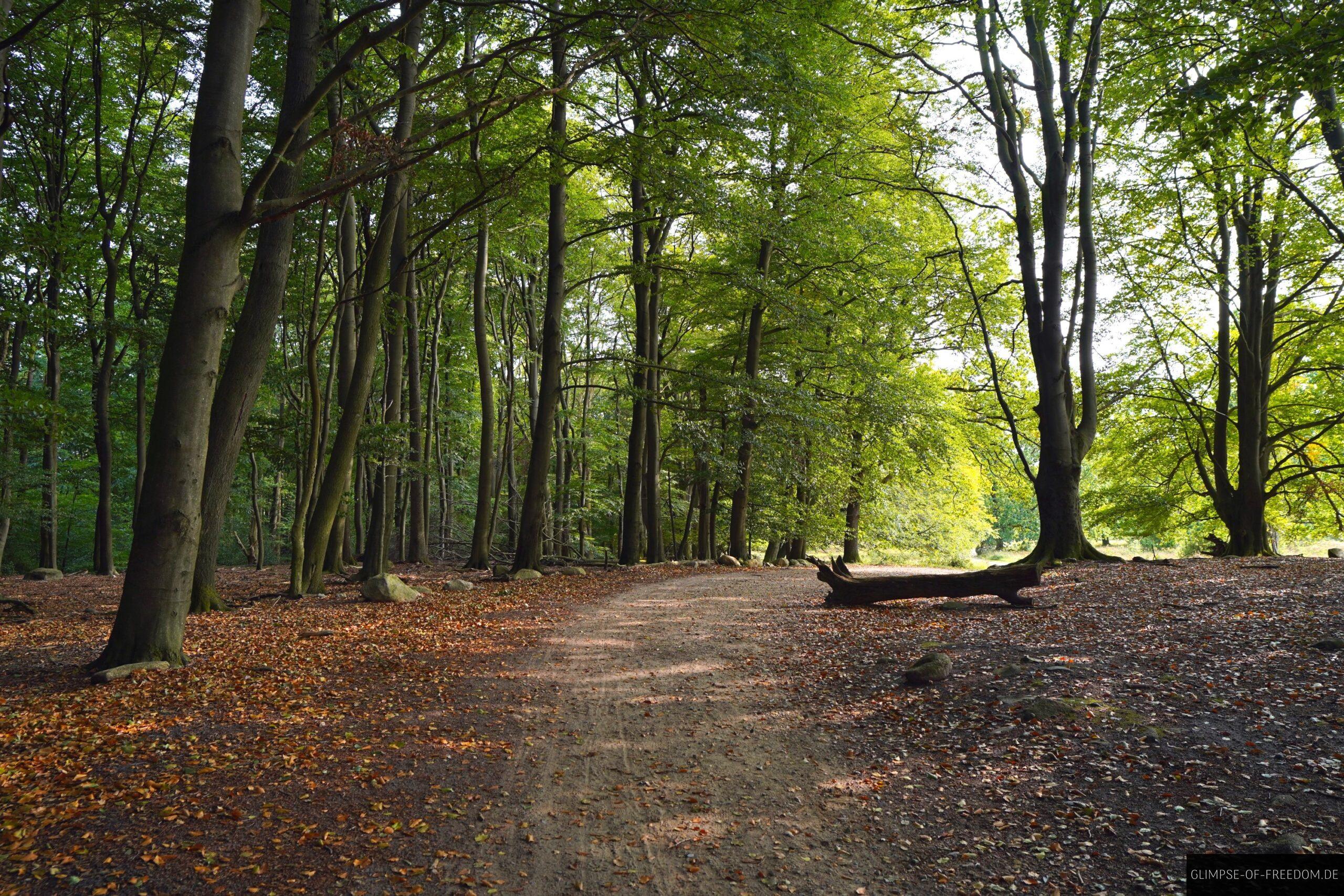 Lueneburger Heide Waldweg scaled Lüneburger Heide Waldweg