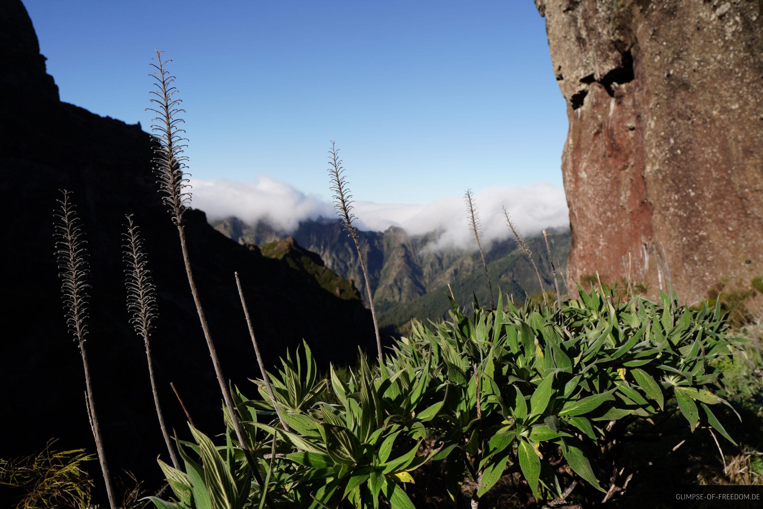 Madeiras Pflanzenwelt scaled Madeiras Pflanzenwelt