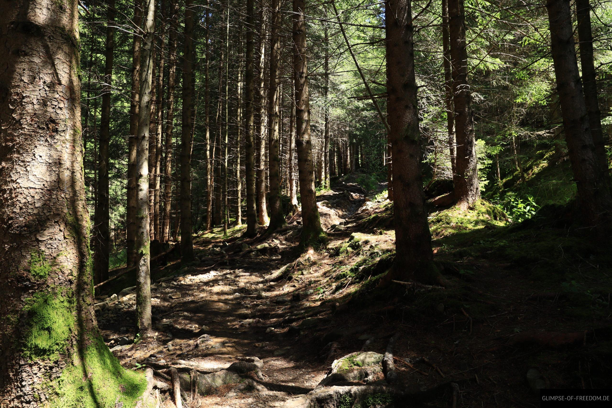 Magische Waldwege auf der Sonnenkoepfe Rundwanderung scaled Magische Waldwege auf der Sonnenköpfe Rundwanderung