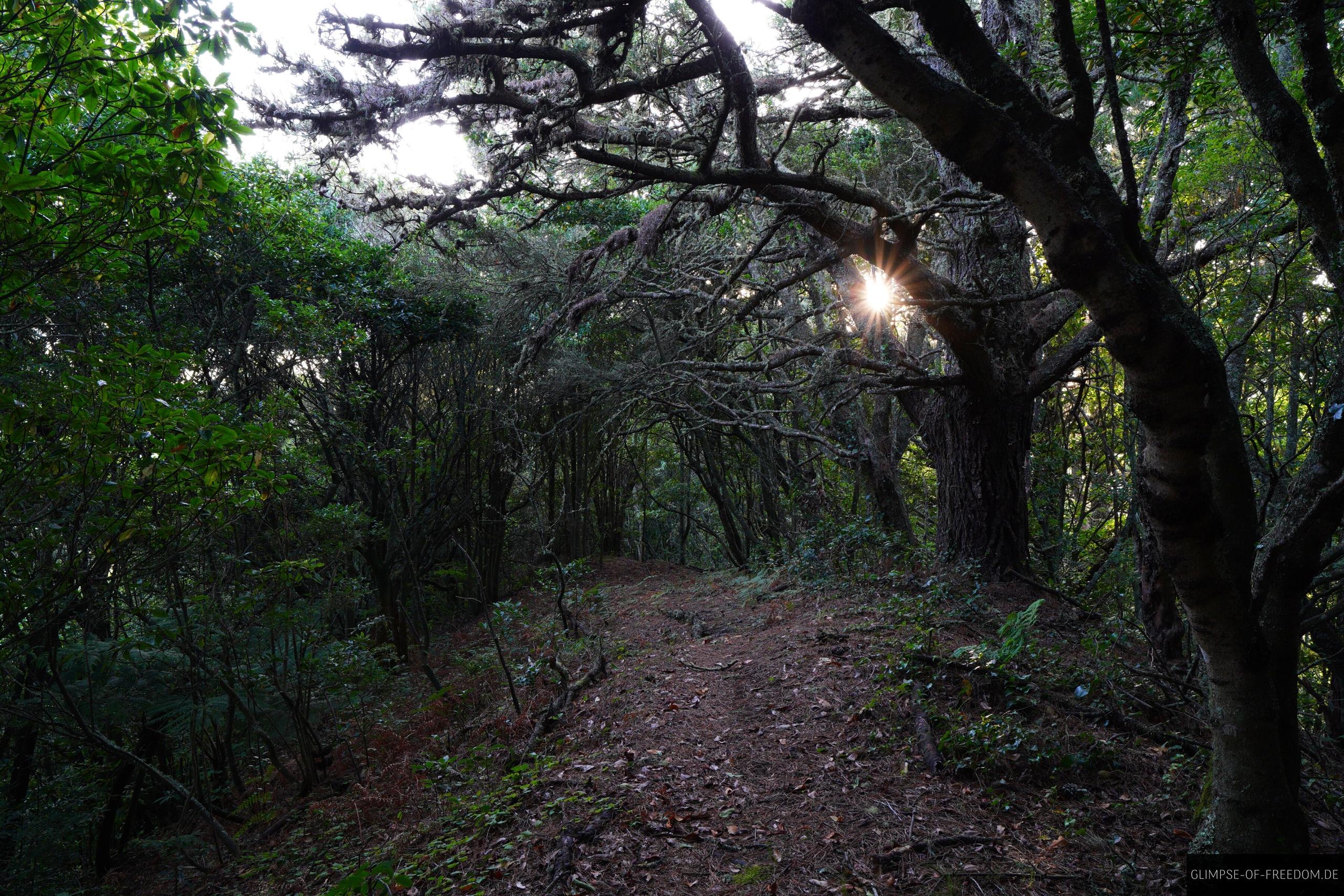 Magischer Wald auf Madeira an der Nordkueste Magischer Wald auf Madeira an der Nordküste
