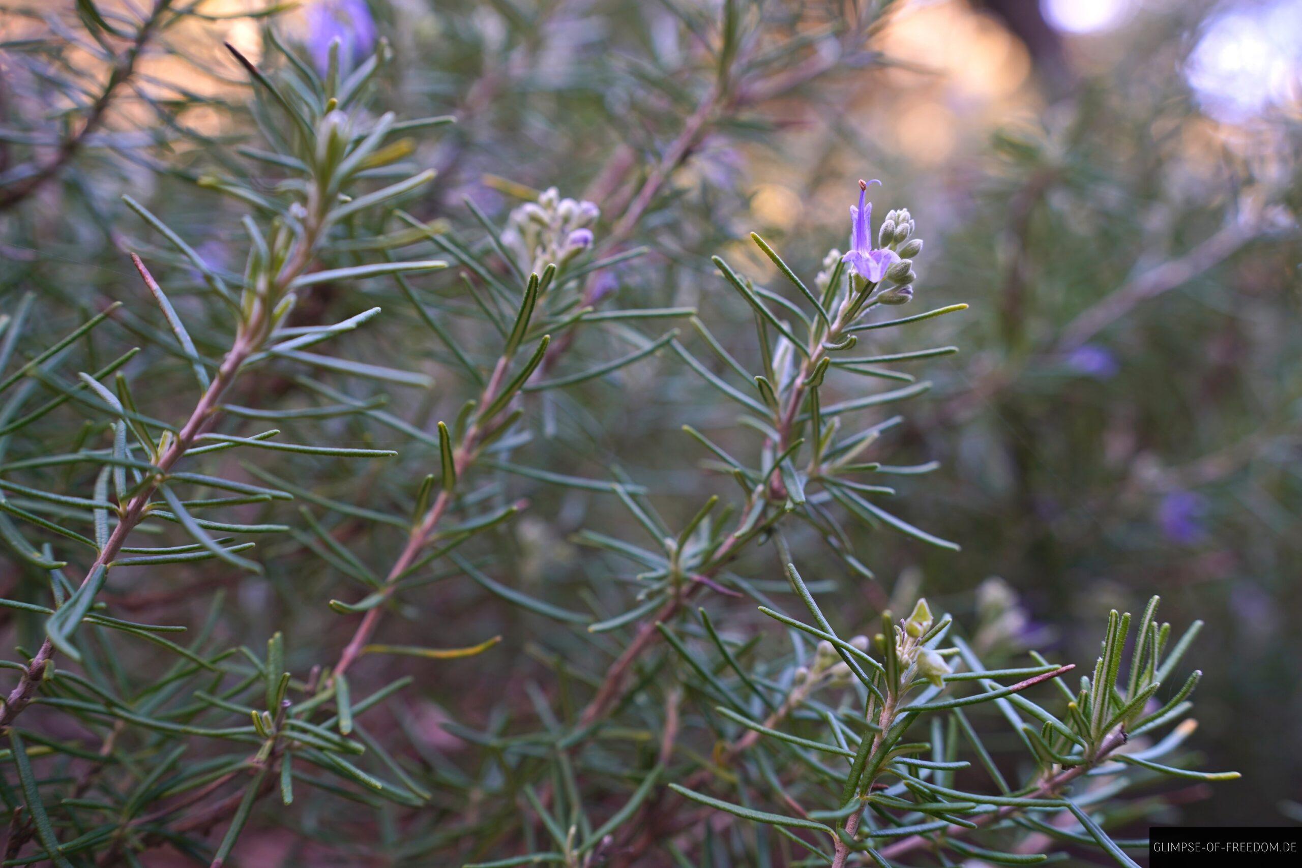 Mallorca Vegetation in den Bergen scaled Mallorca Vegetation in den Bergen
