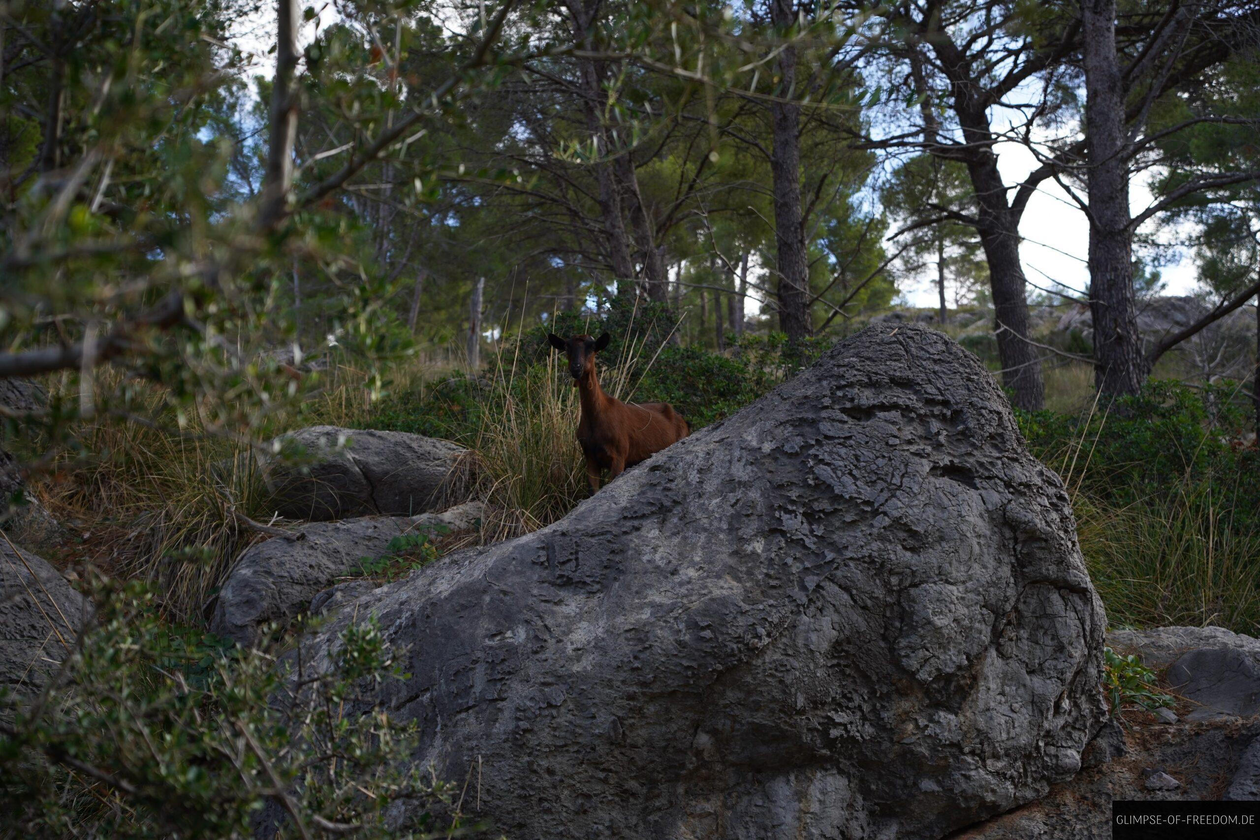 Mallorquinische Ziege am Far Des Cap Gros scaled Mallorquinische Ziege am Far Des Cap Gros