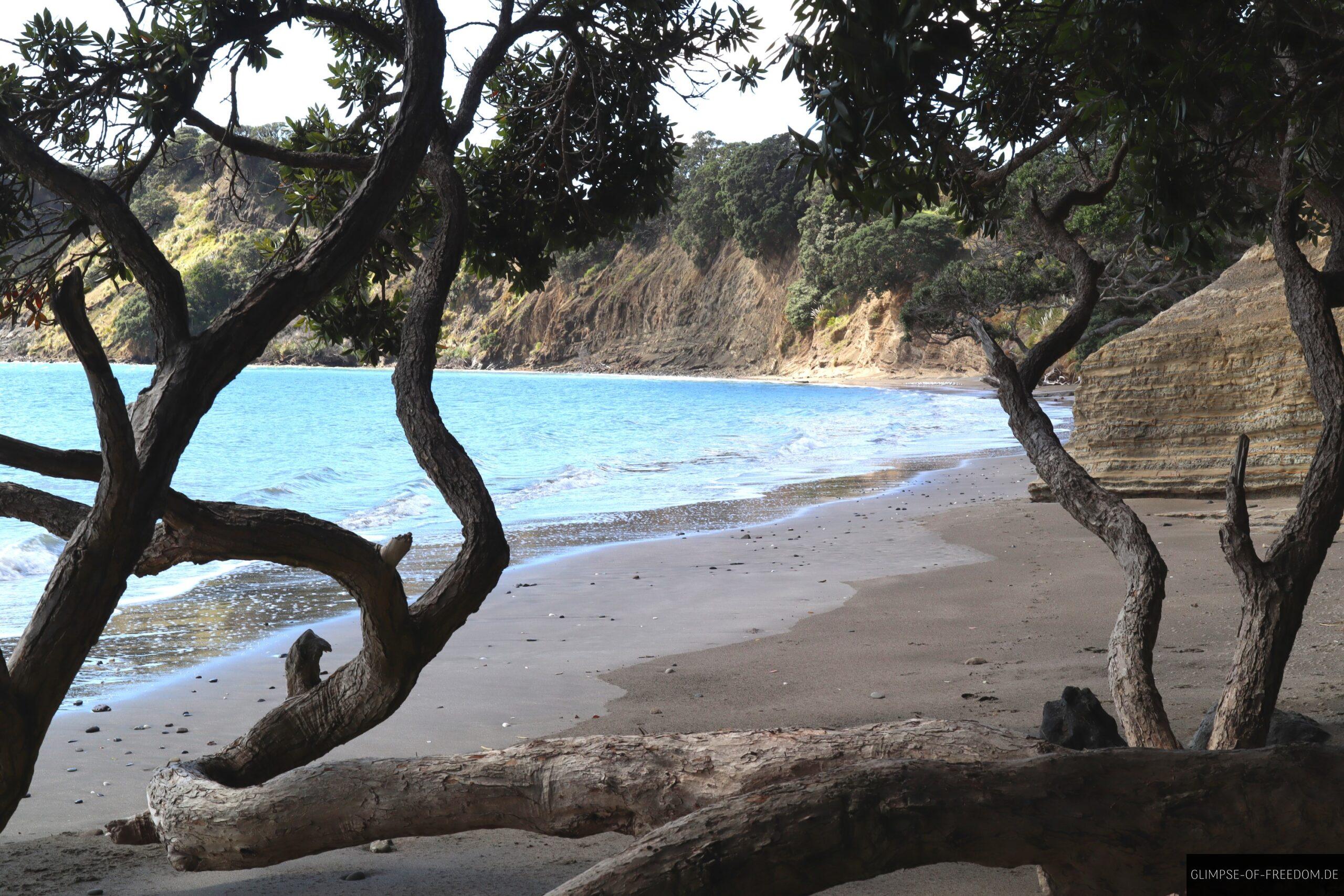 Mangroven am Army Bay Neuseeland scaled Mangroven am Army Bay Neuseeland