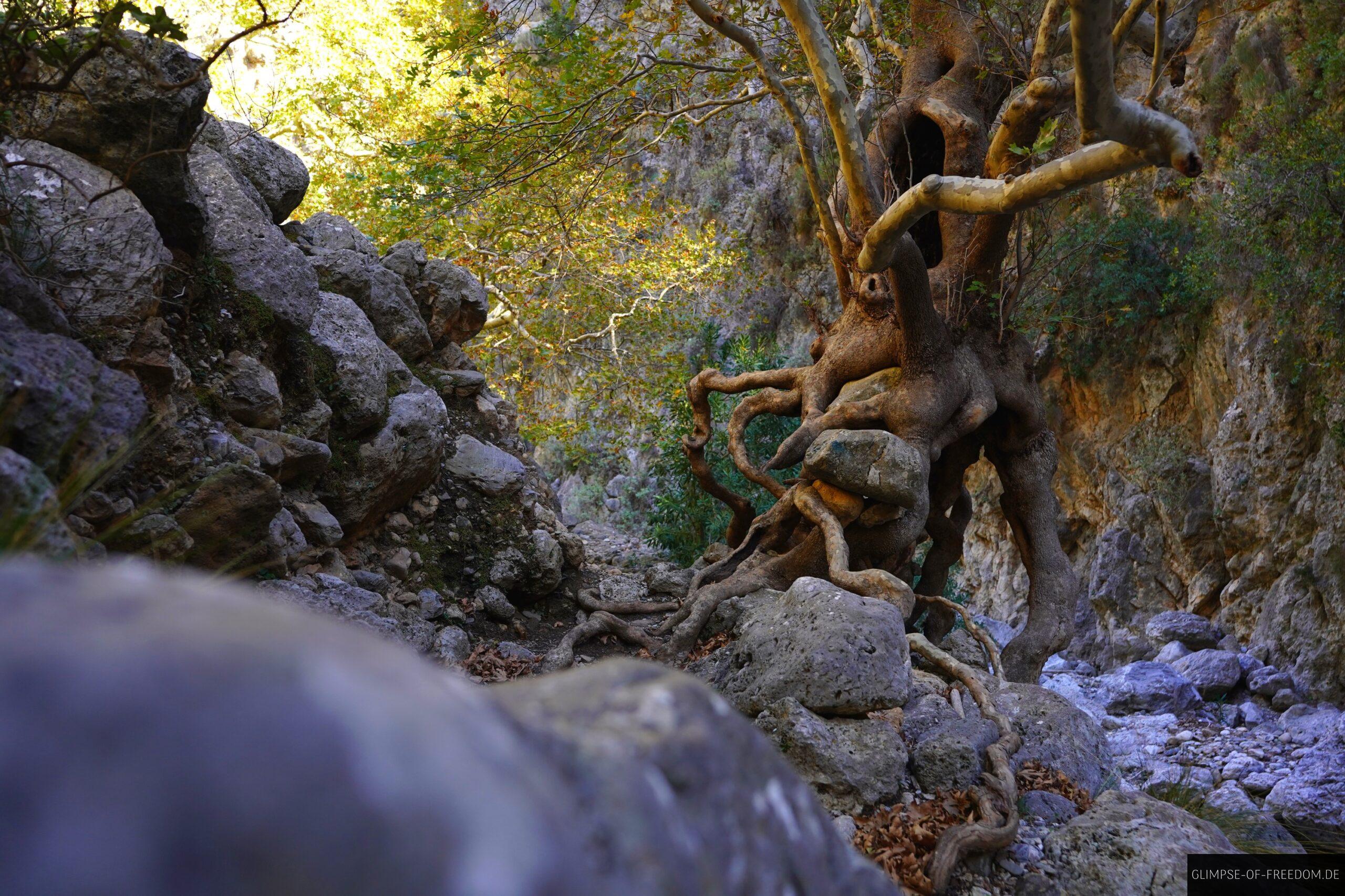 Markanter Baum am Wegrand scaled Markanter Baum am Wegrand