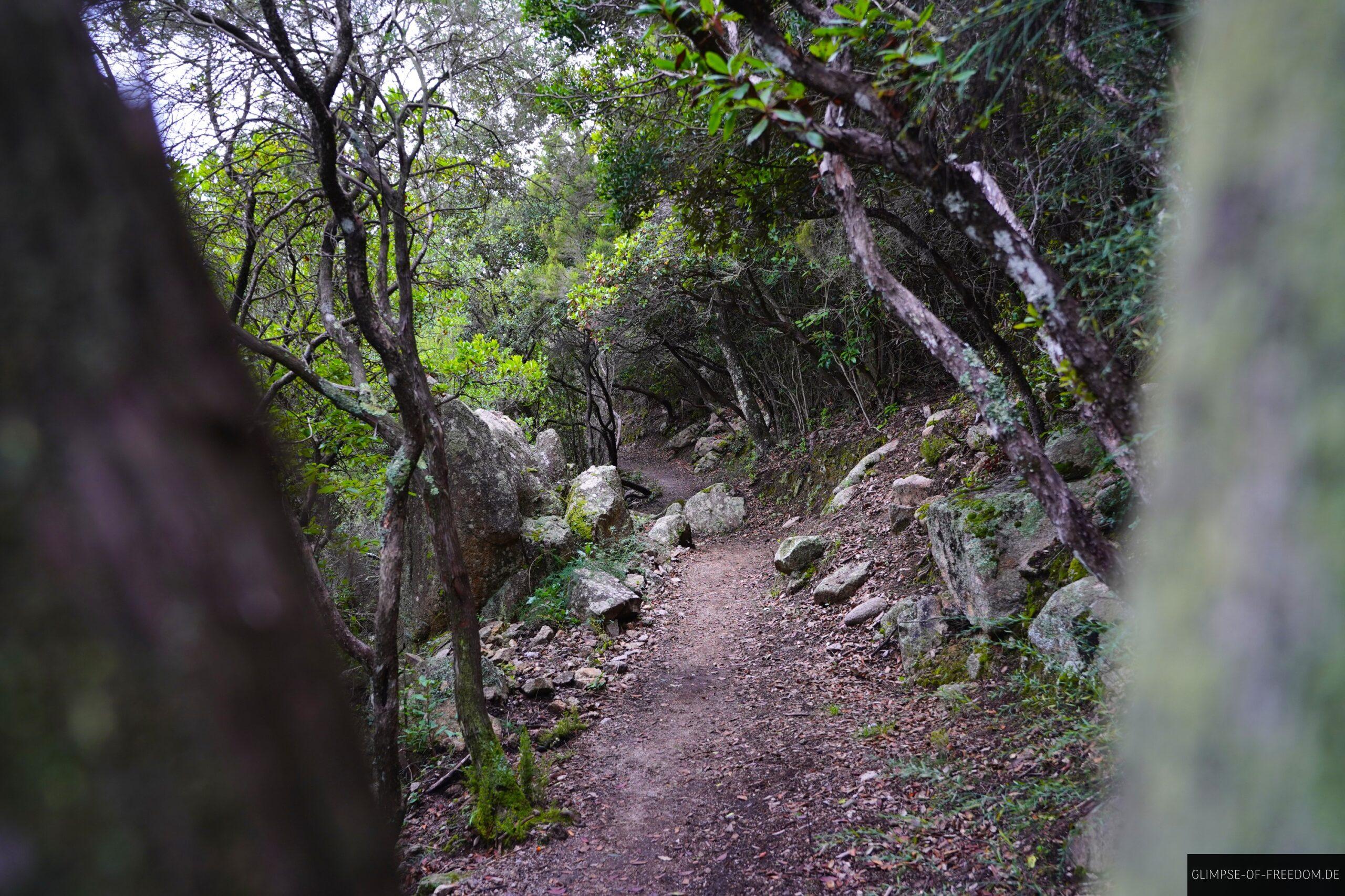 Markantes Waldgebiet auf Korsika scaled Markantes Waldgebiet auf Korsika