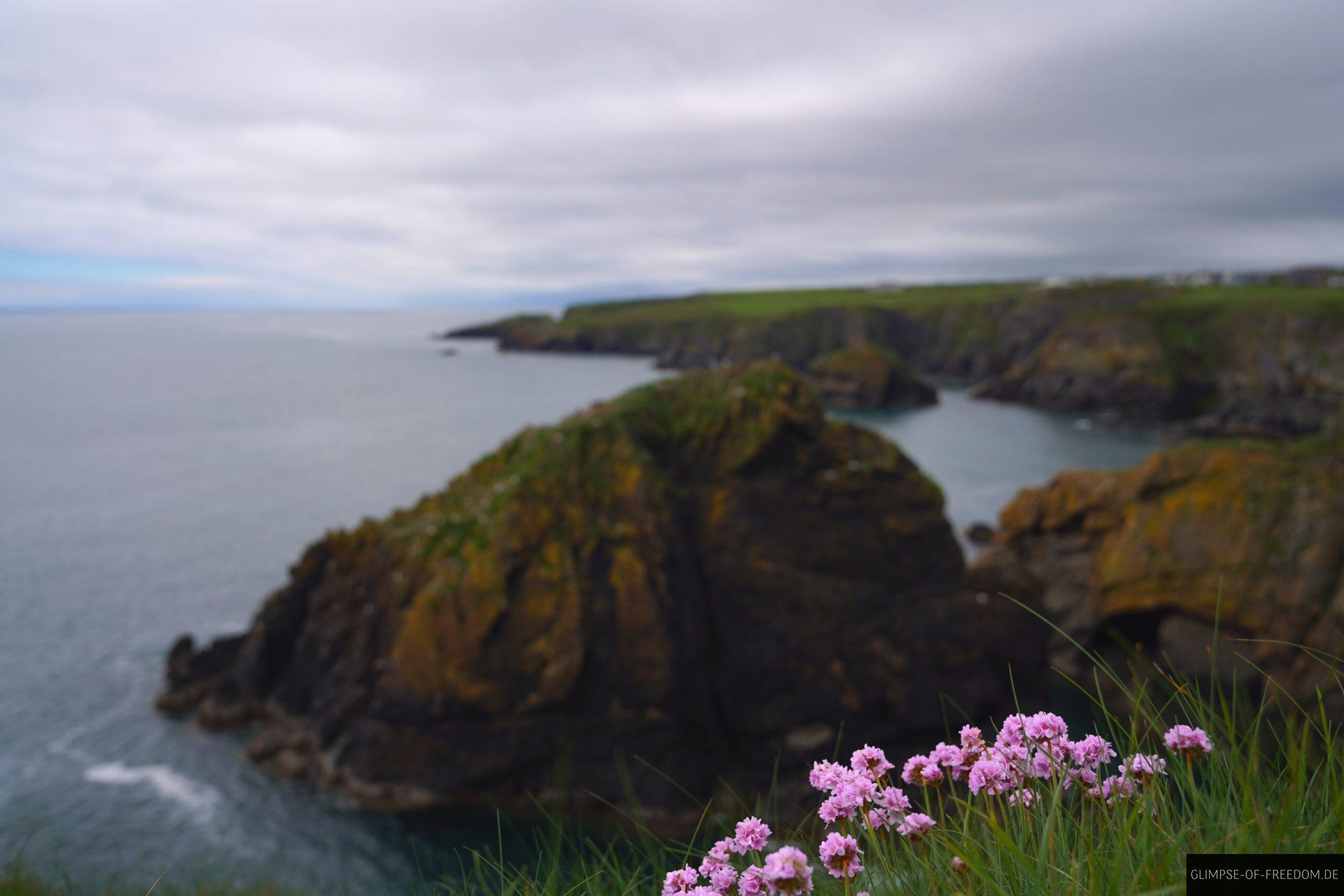 Metal Man Klippen und Blumen scaled Metal Man Klippen und Blumen