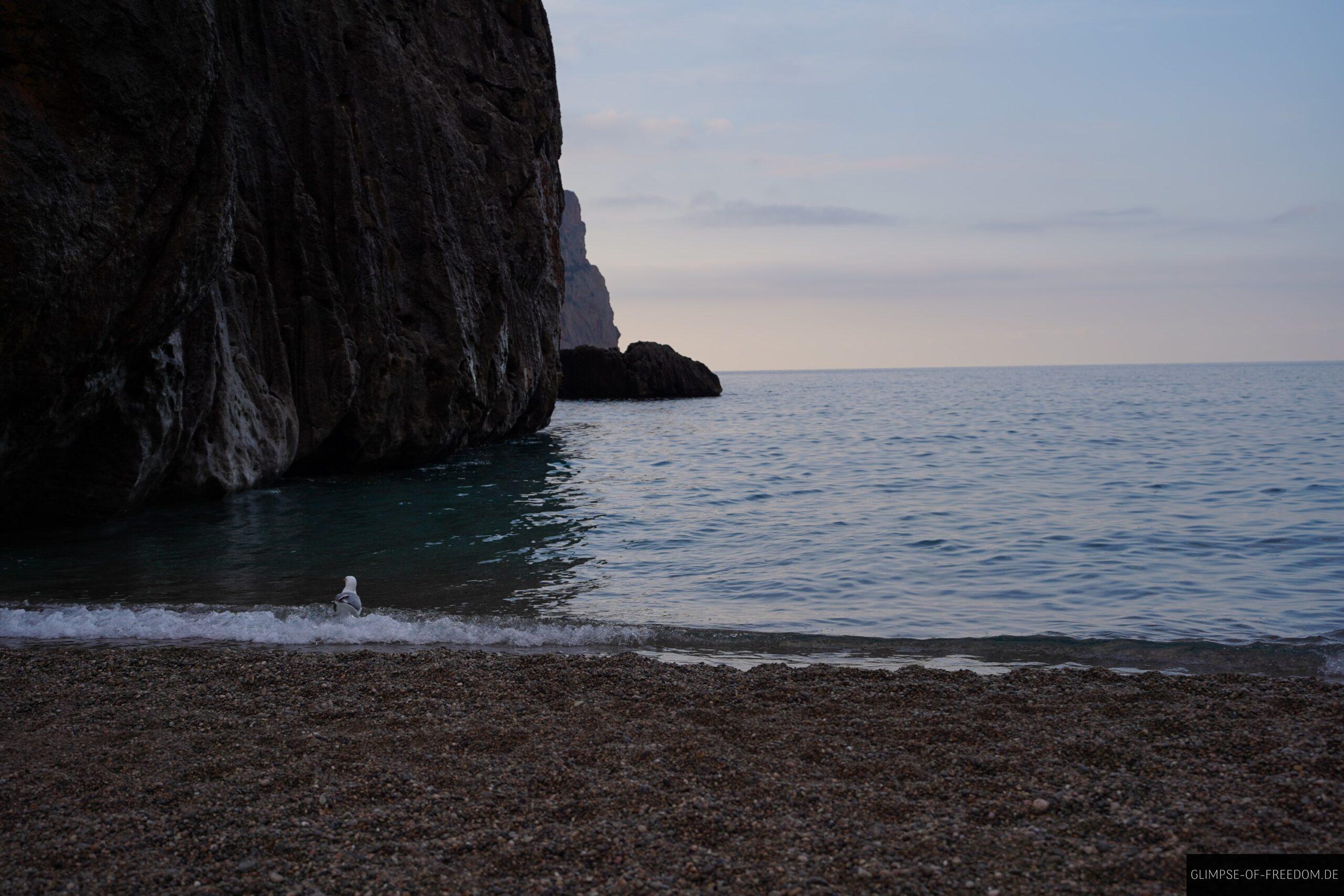 Moeve am Strand scaled Möve am Strand