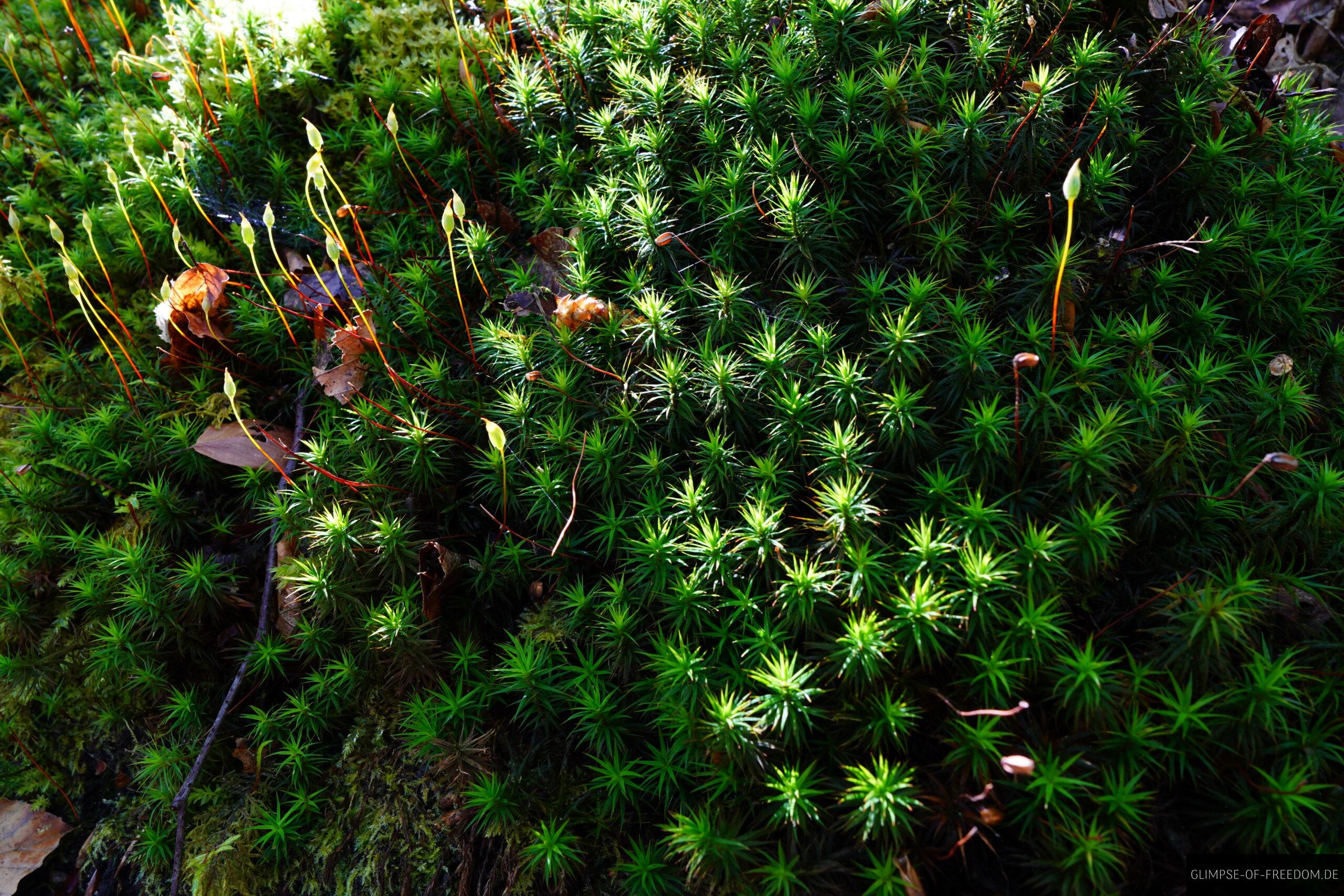 Moos am Knorreichenstieg scaled Moos am Knorreichenstieg