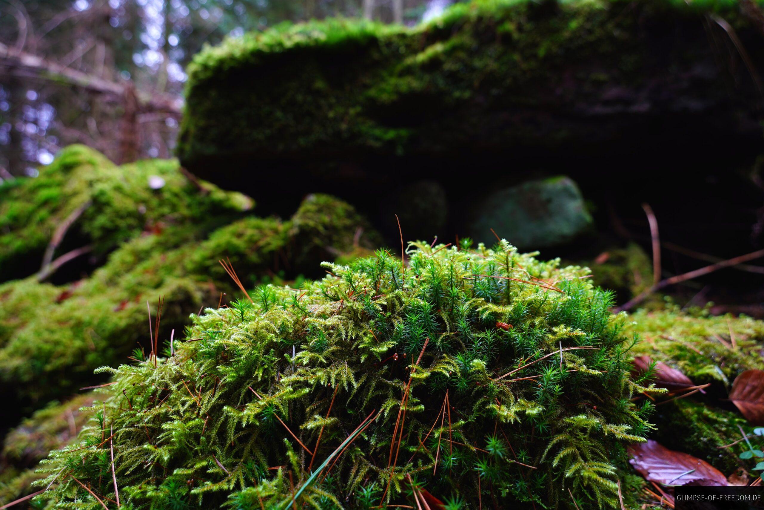 Moosbewachsene Steine und Felsen am Koenigstuhl scaled Moosbewachsene Steine und Felsen am Königstuhl
