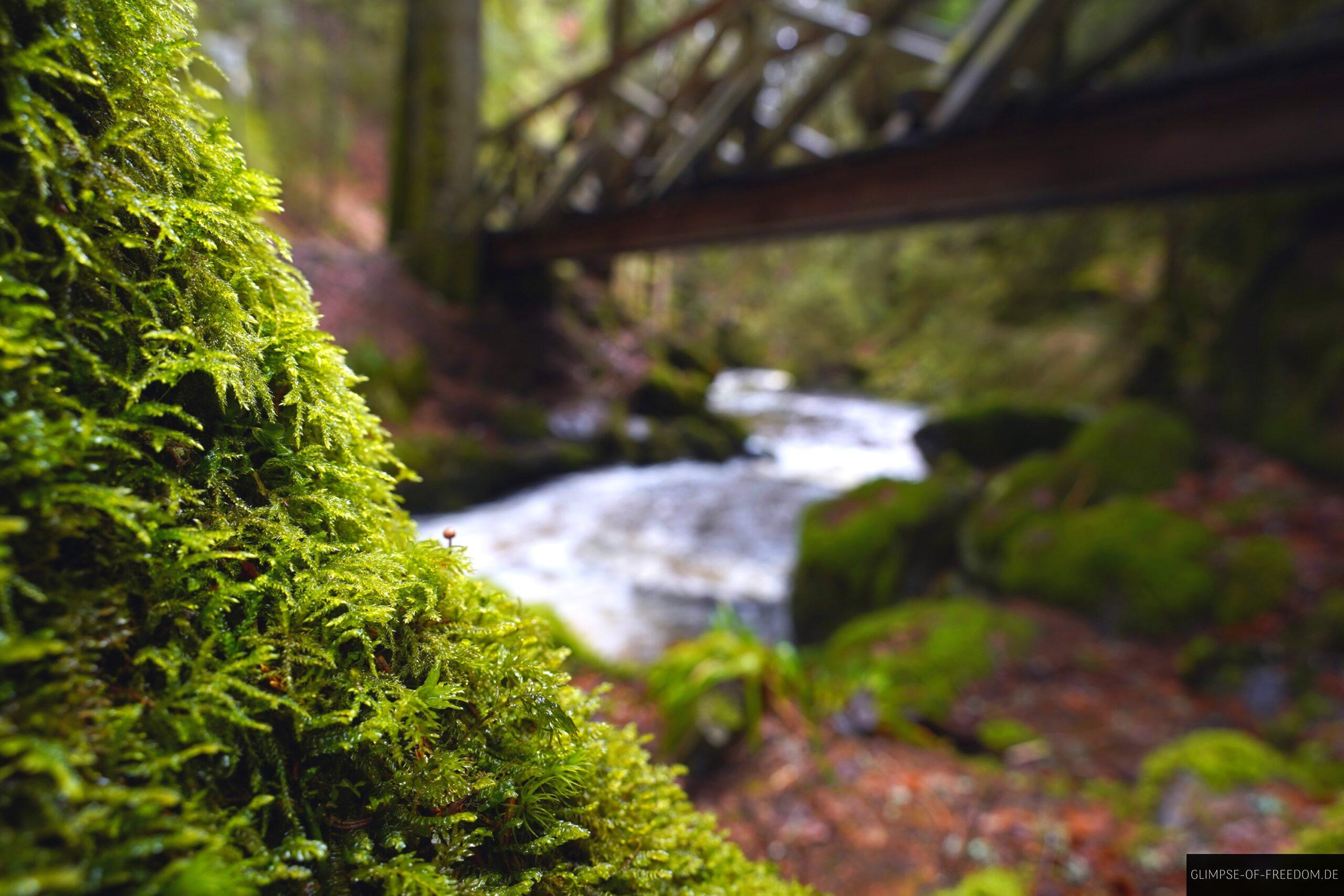 Moosbewachsener Baum am Ravenna Fluss scaled Moosbewachsener Baum am Ravenna Fluss