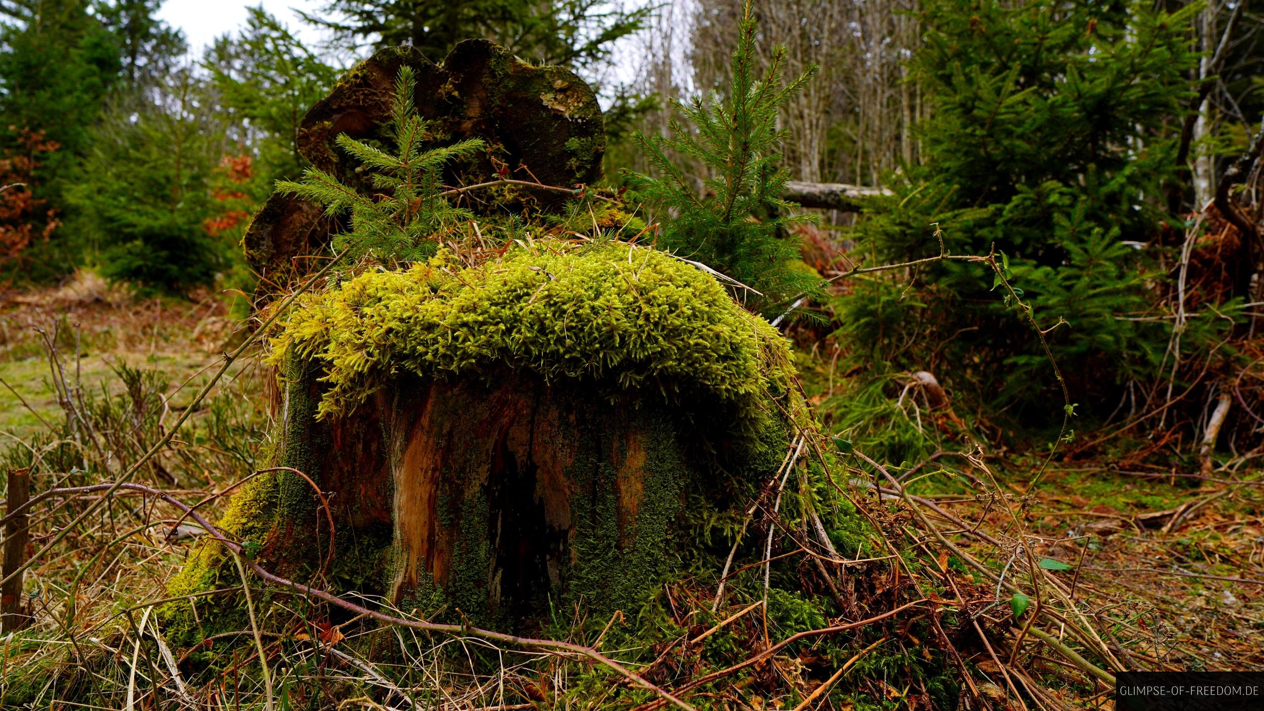 Moosbewachsener Baumstumpf Moosbewachsener Baumstumpf