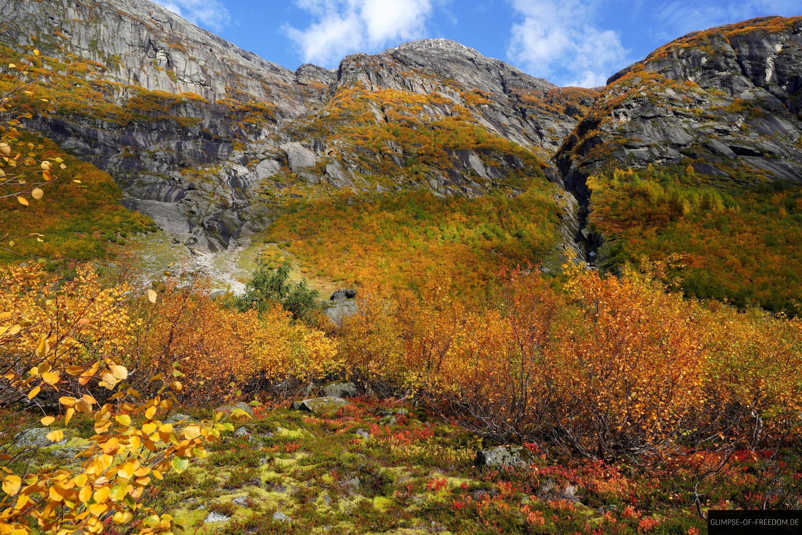 Moose Graeser Straeucher und Baeume Moose Graeser Sträucher und Bäume