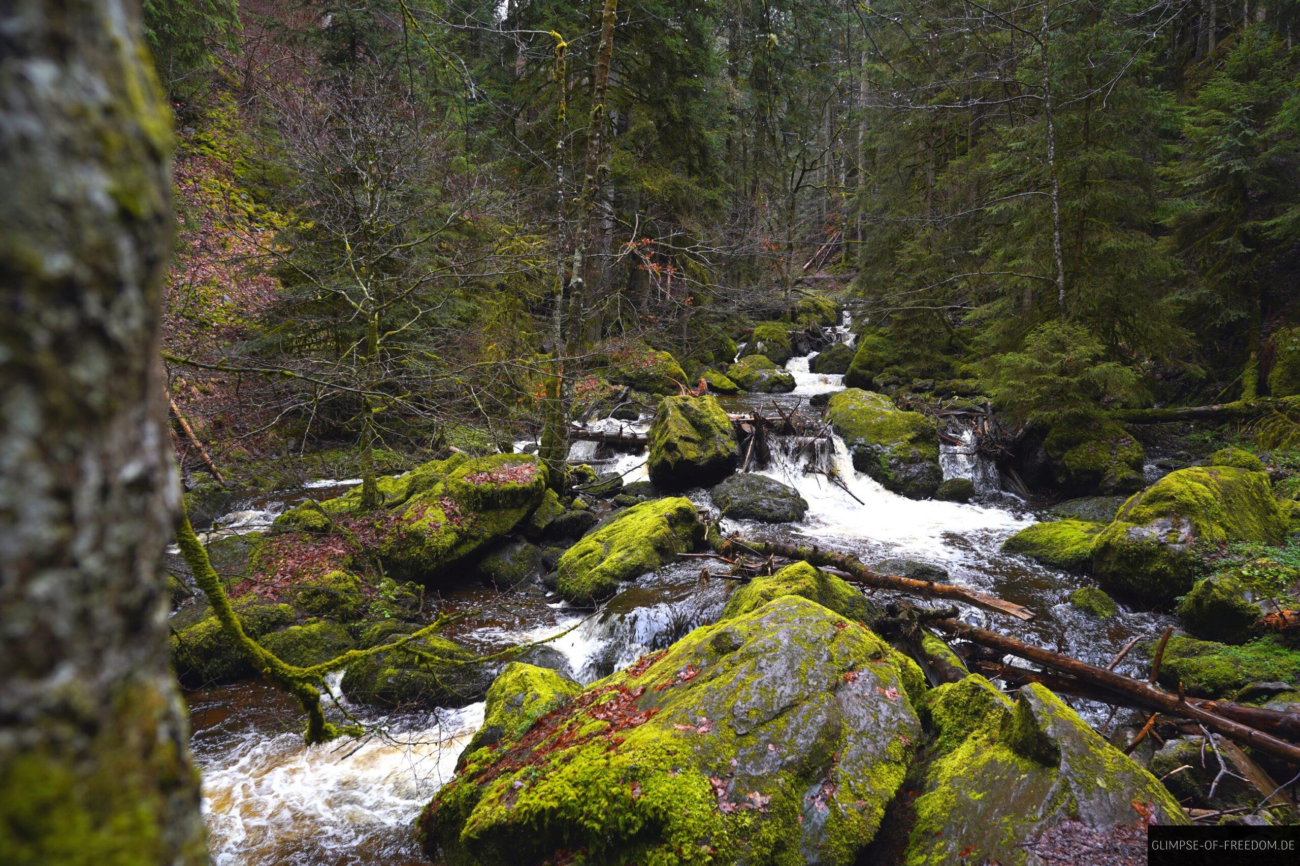 Moosebewachsene Schwarzwald Natur scaled Moosebewachsene Schwarzwald Natur