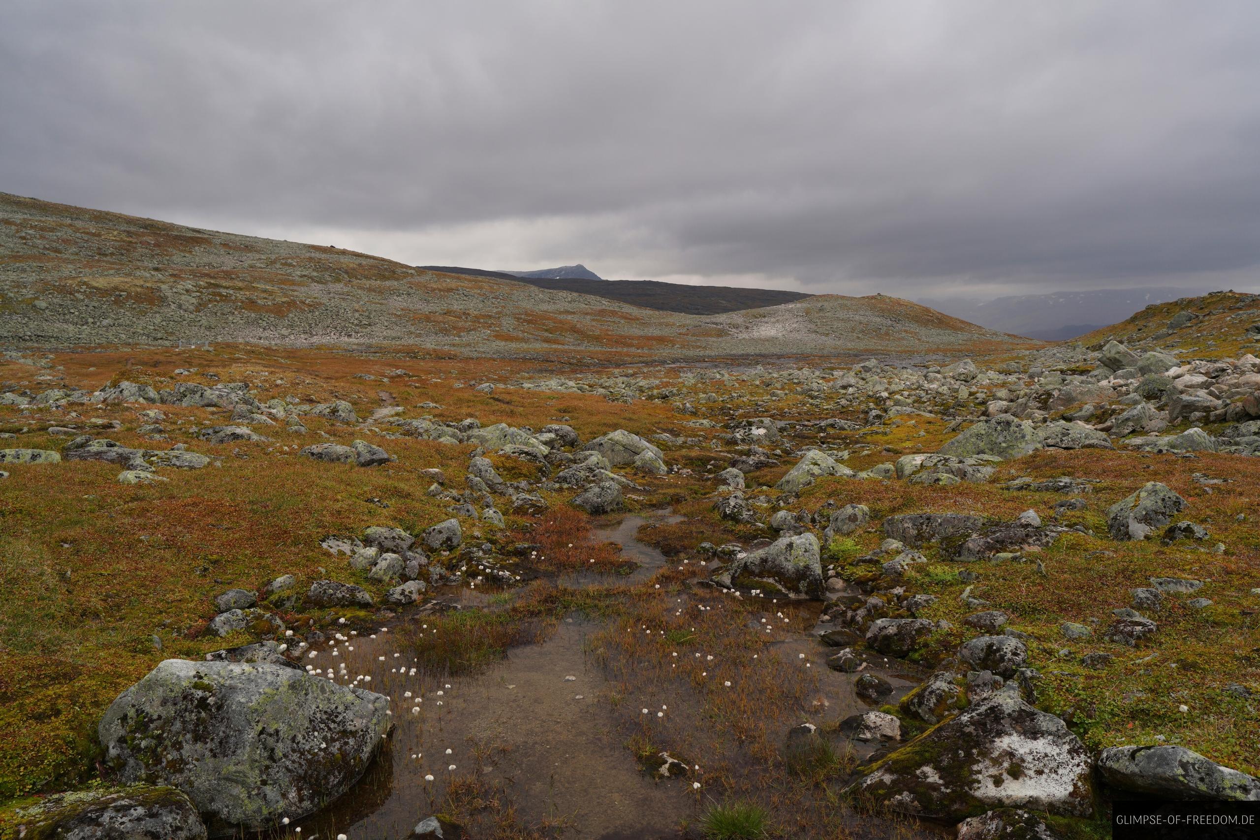 Moosige Landschaft an der Aurlandsfjellet Route Moosige Landschaft an der Aurlandsfjellet Route