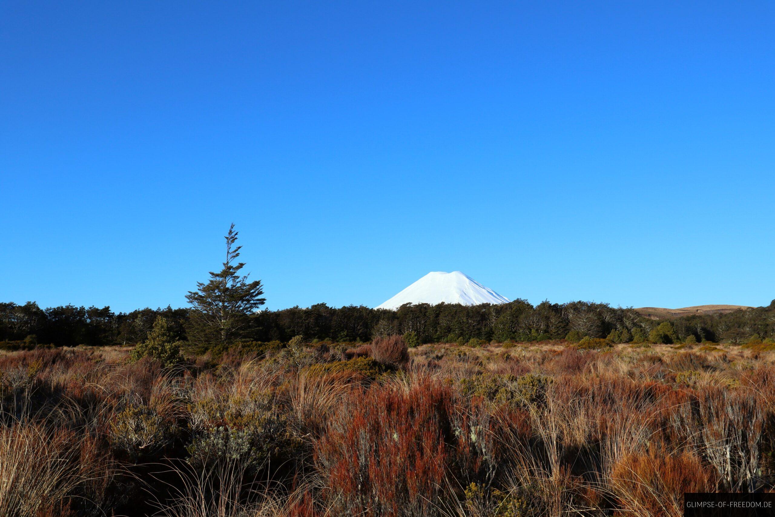 Mount Ngauruhoe hinter dem Nadelwald scaled Mount Ngauruhoe hinter dem Nadelwald