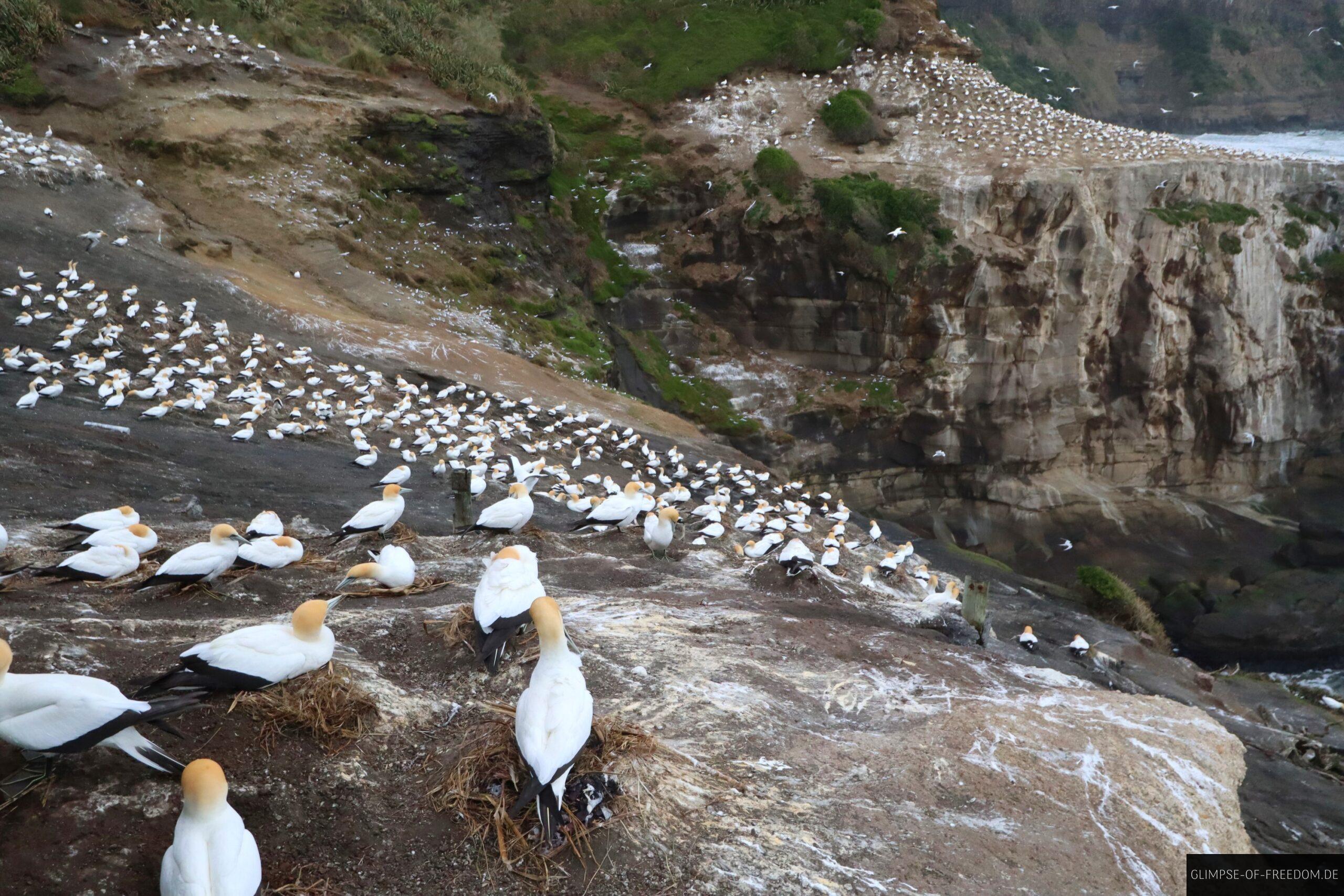 Muriwai Beach Toelpel scaled Muriwai Beach Tölpel