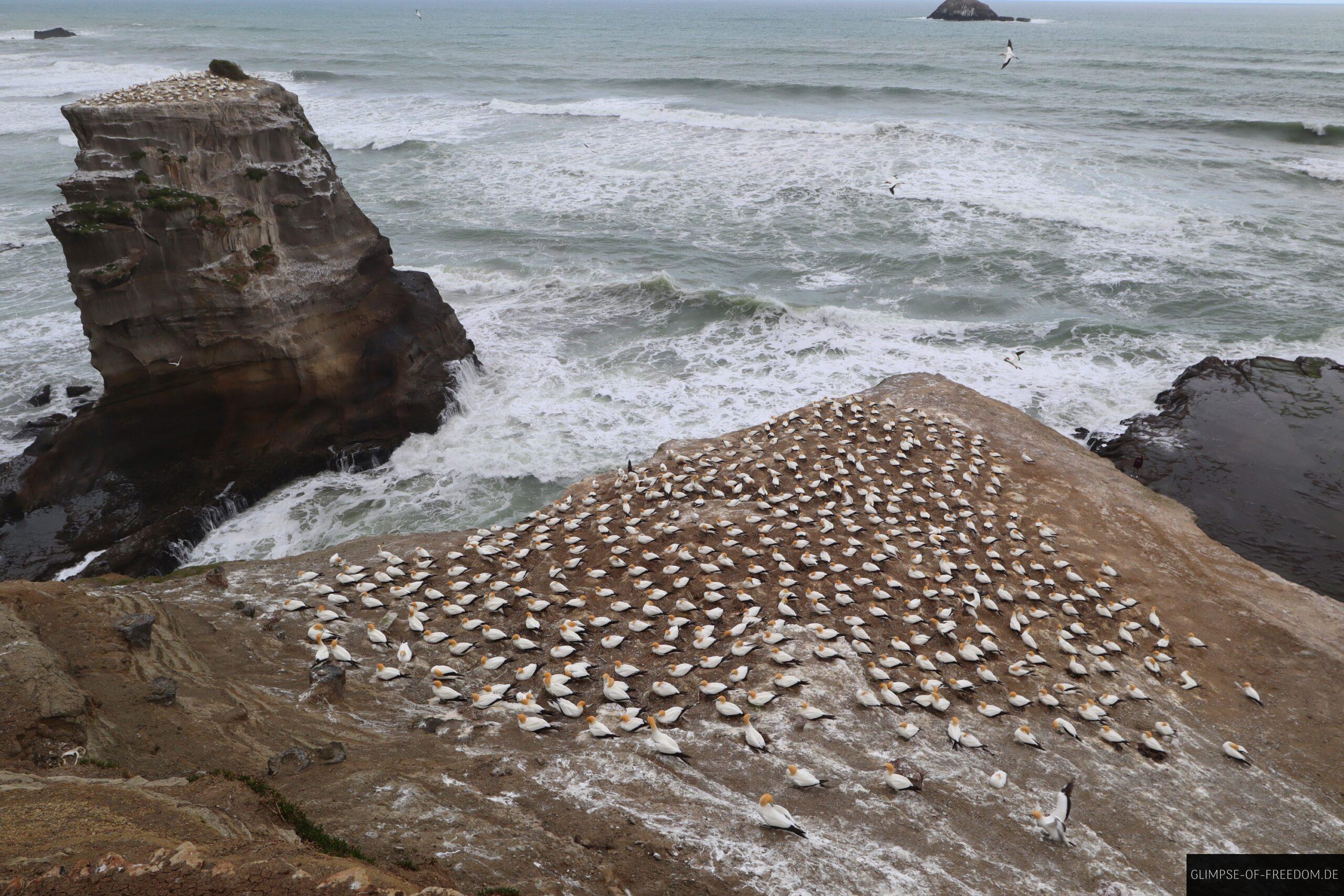 Muriwai Beach Voegel scaled Muriwai Beach Vögel