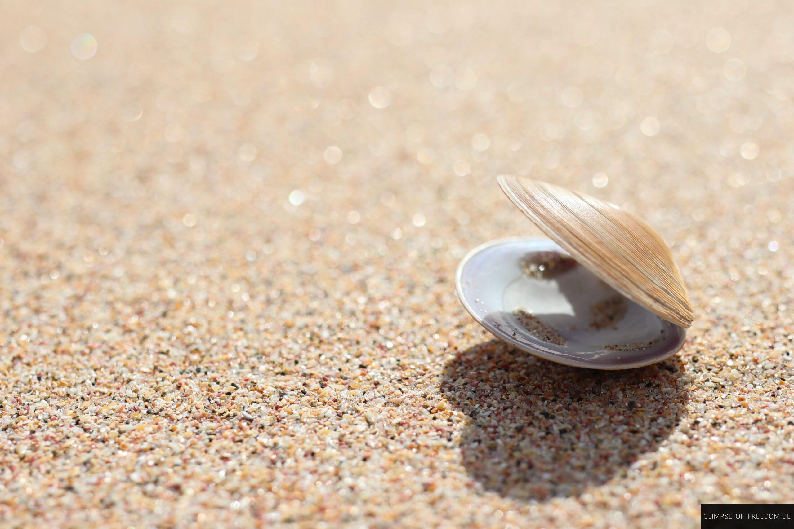 Muschel in der Sonne am Langs Beach scaled Muschel in der Sonne am Langs Beach
