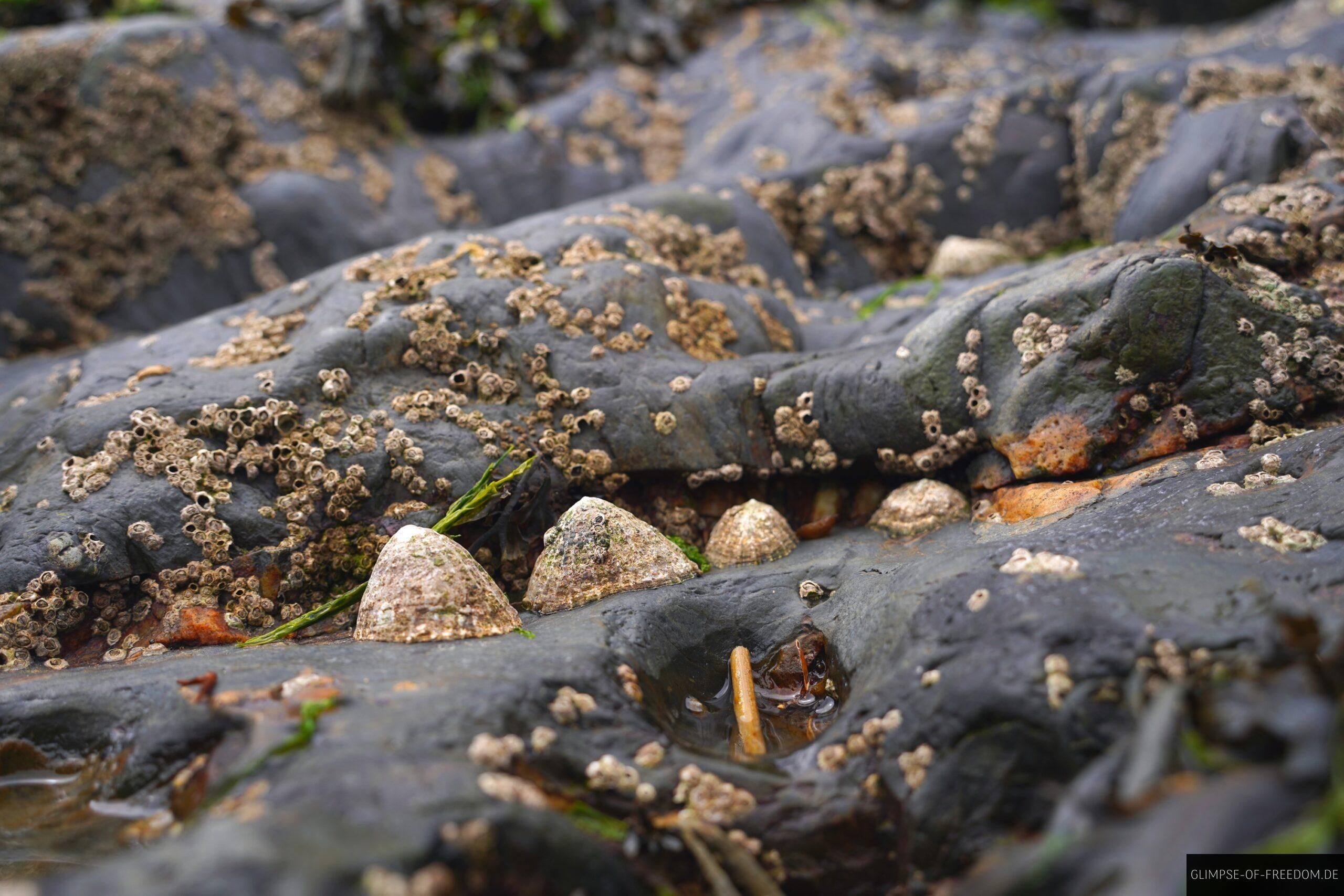 Muscheln warten auf Flug scaled Muscheln warten auf Flug