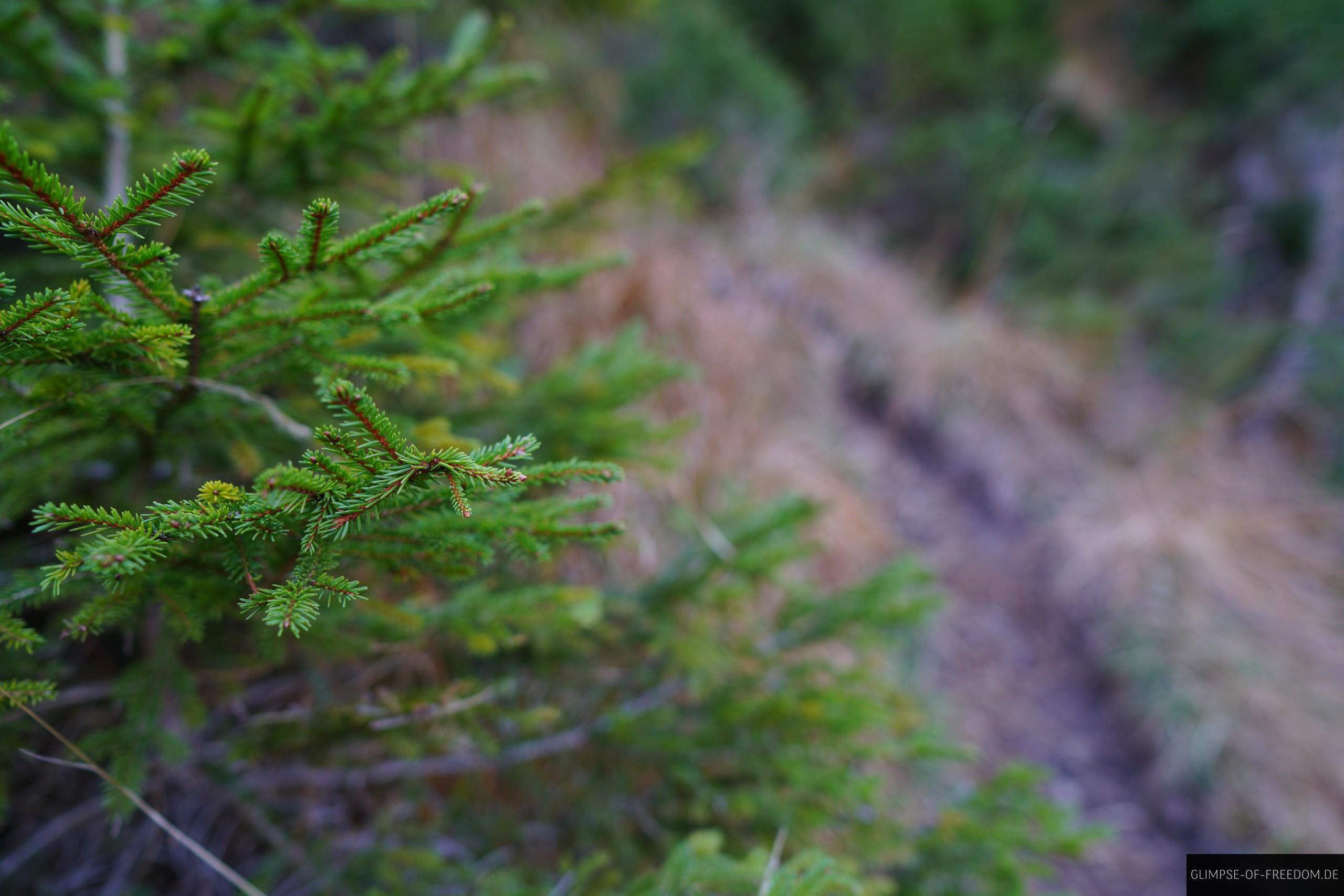 Nadelbaeume am Plansee Nadelbäume am Plansee