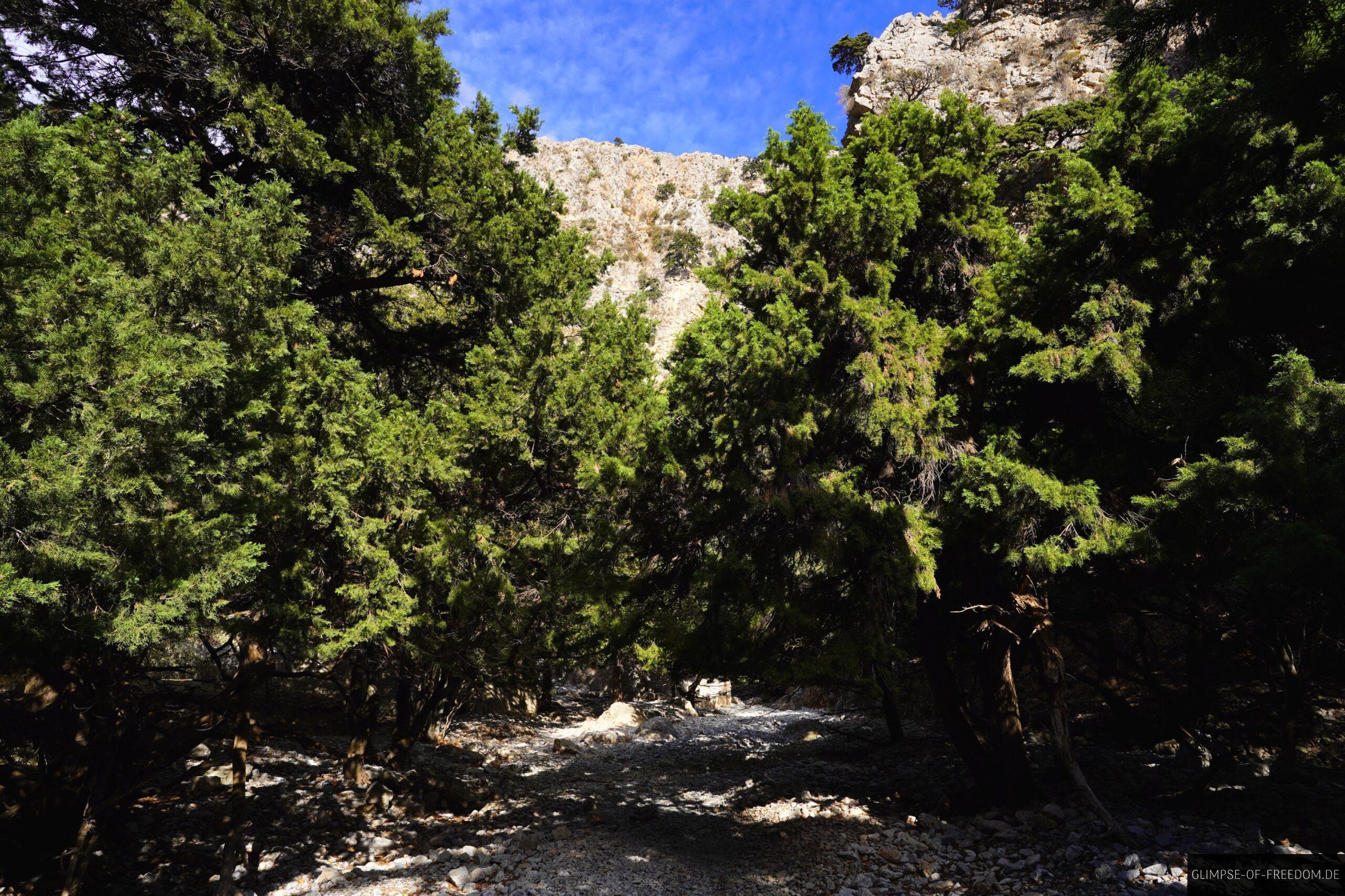 Nadelbaeume in der Imbros Schlucht scaled Nadelbäume in der Imbros Schlucht