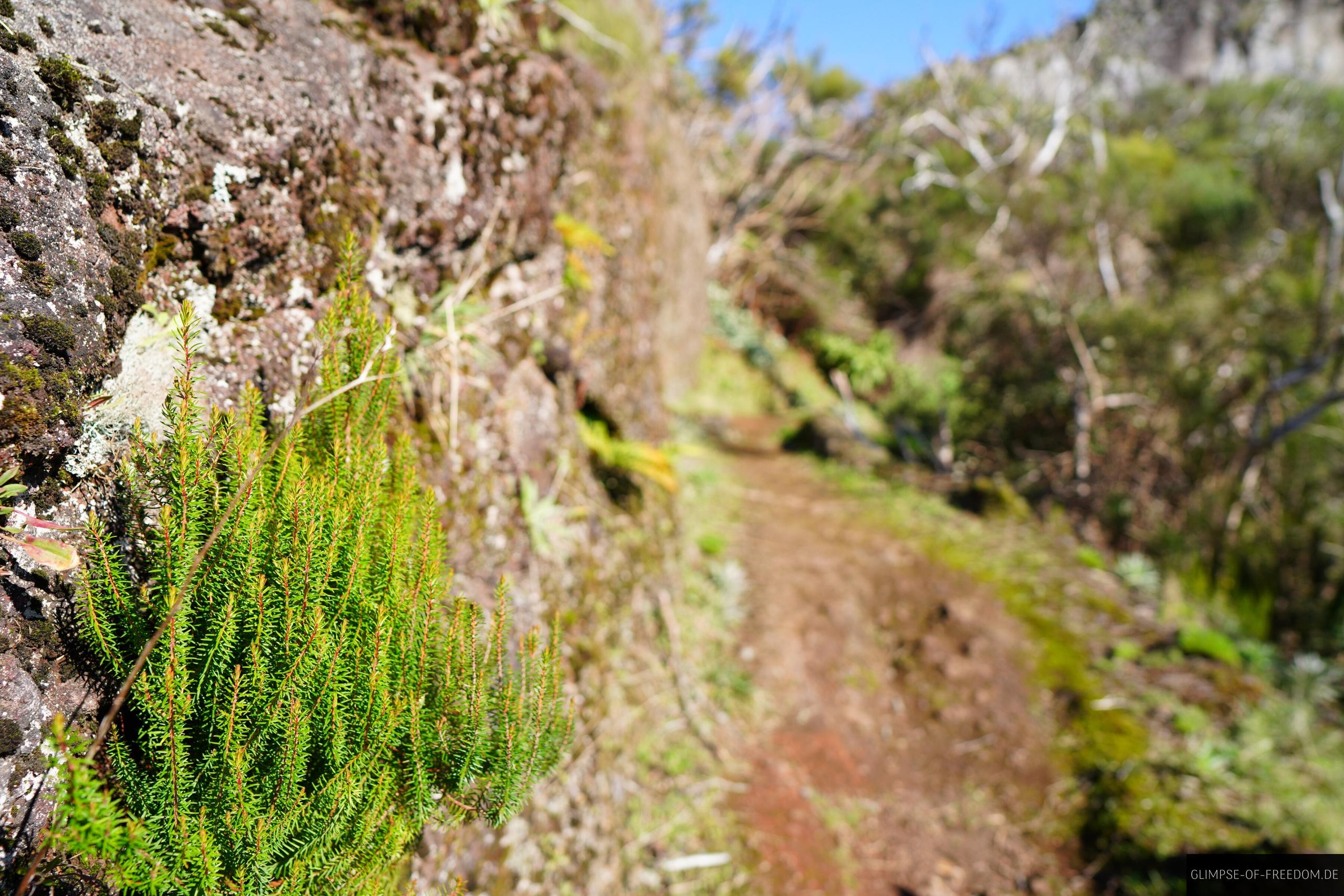 Nadelpflanze am Wanderweg Nadelpflanze am Wanderweg