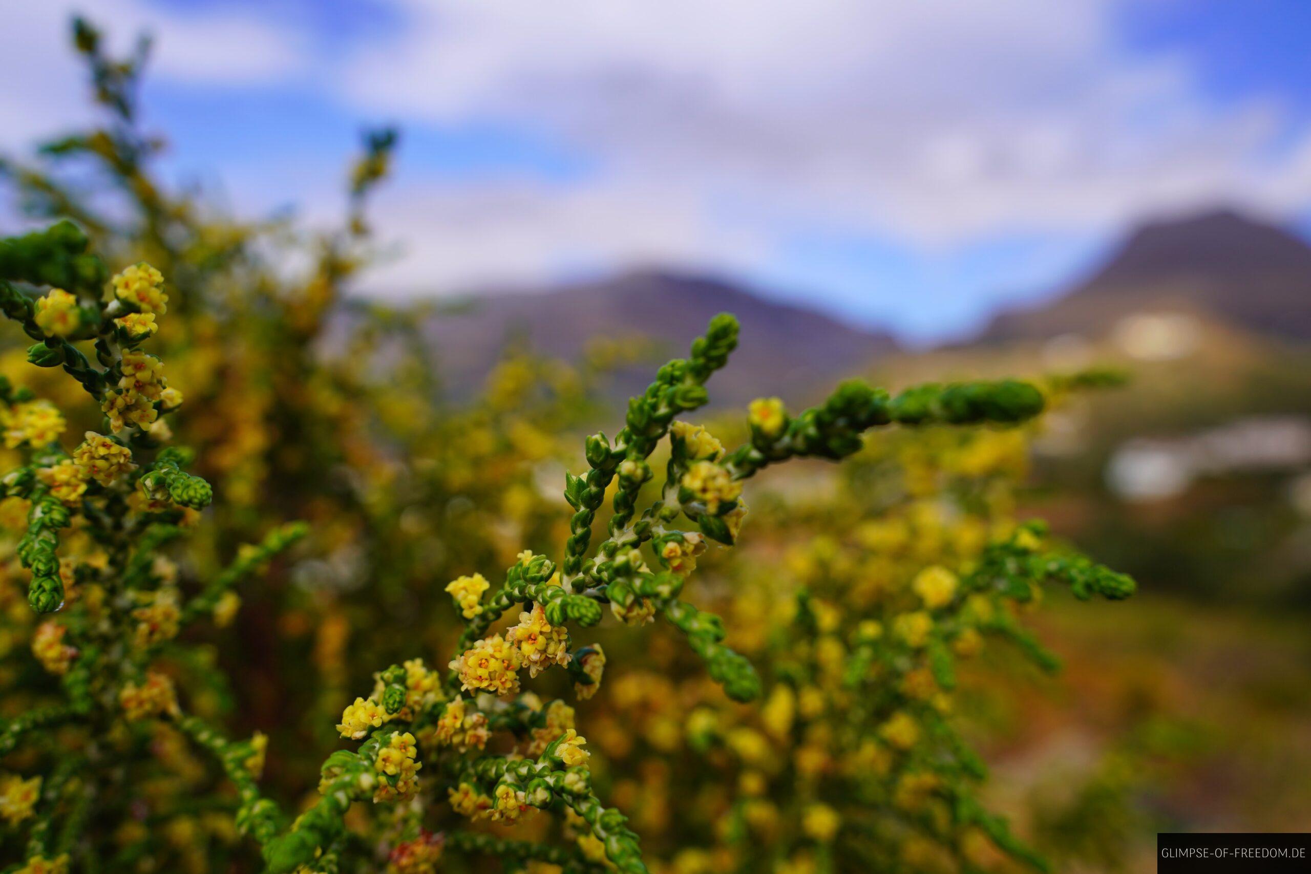 Natur am Kap Kako Mouri scaled Natur am Kap Kako Mouri