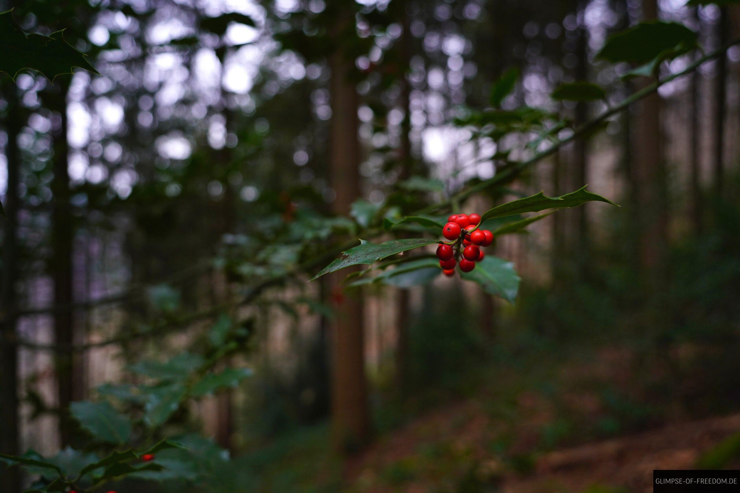 Natur am Koenigstuhl scaled Natur am Königstuhl