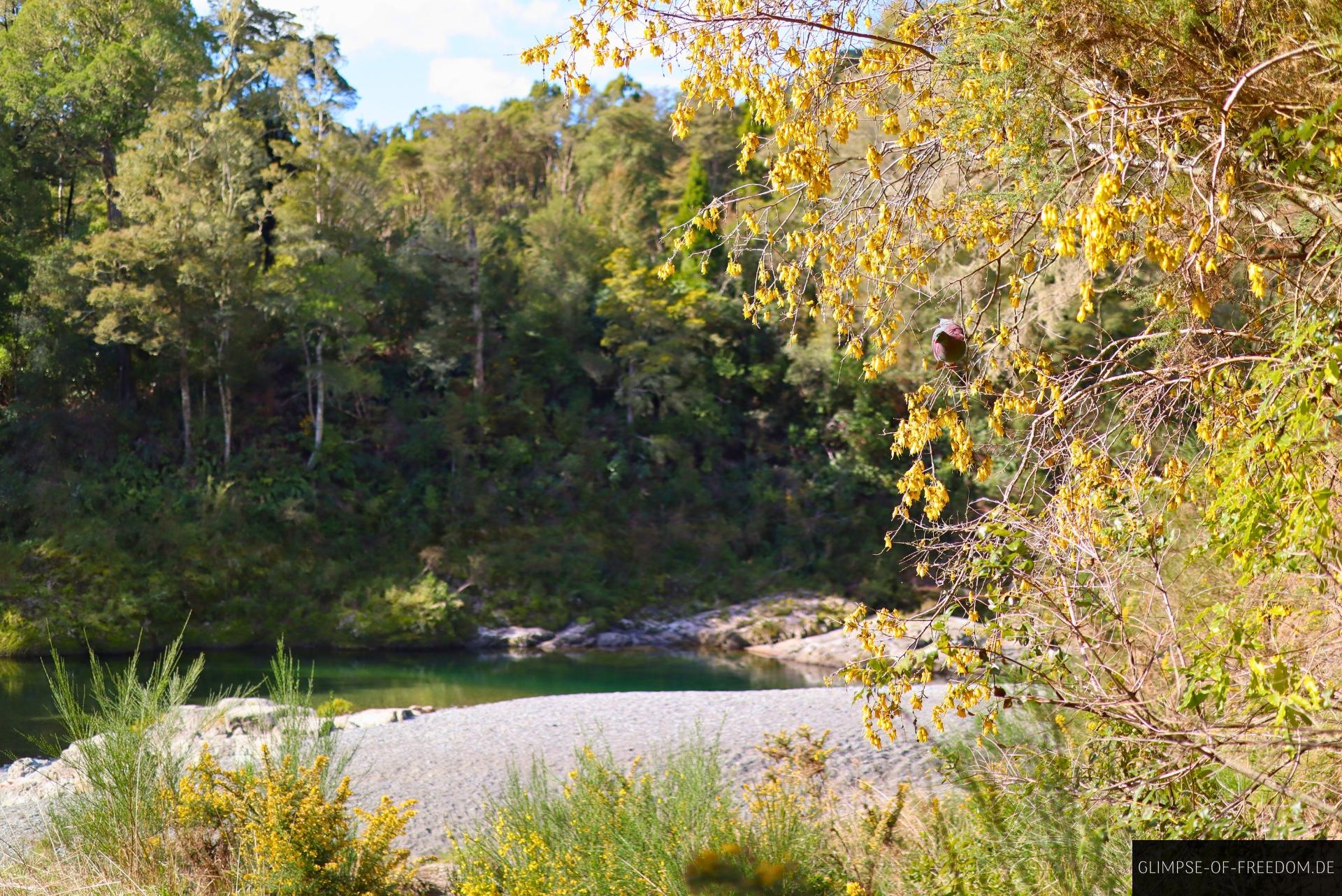 Natur im Pelorus Bridge Scenic Reserve Natur im Pelorus Bridge Scenic Reserve