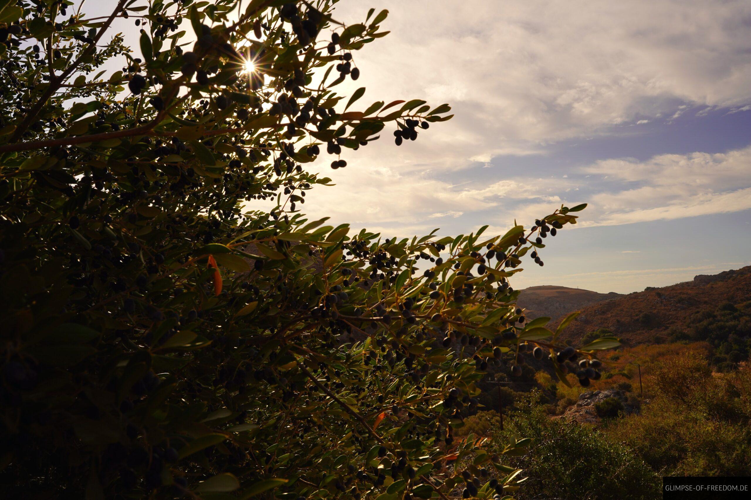 Natur im Sonnenschein auf der Preveli Wanderung scaled Natur im Sonnenschein auf der Preveli Wanderung