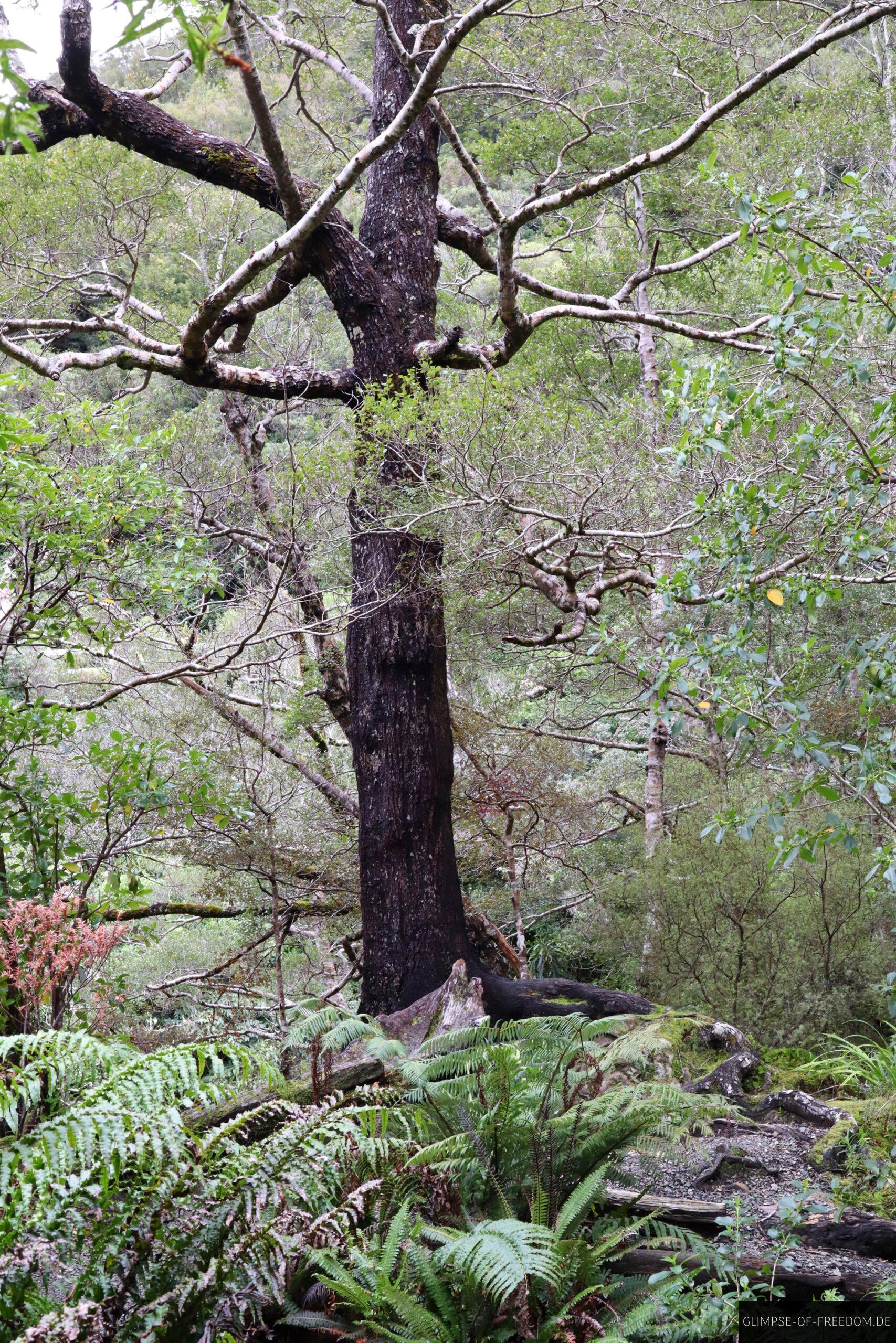 Natur in Rivendell scaled Natur in Rivendell