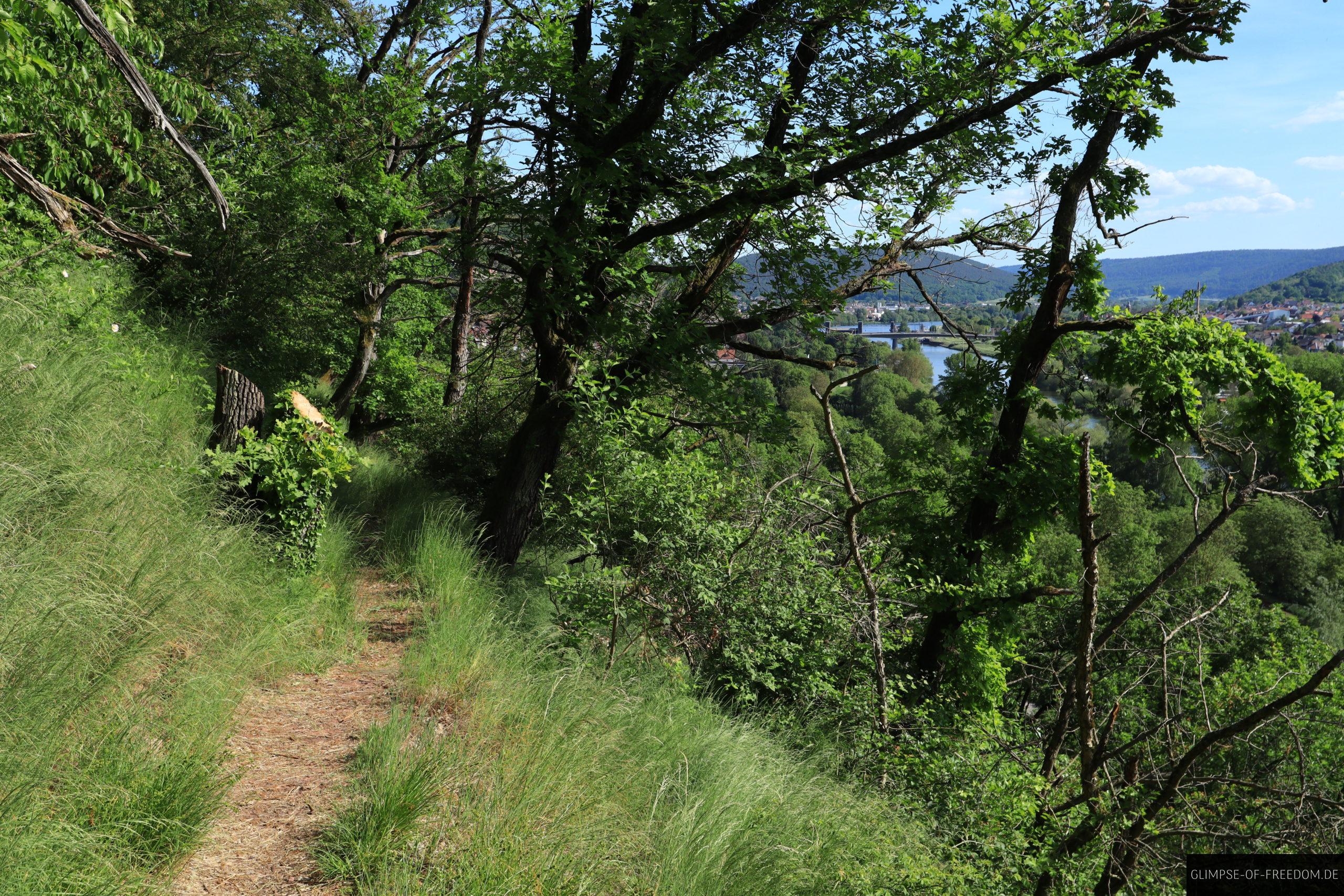 Naturbelassener Pfad am Main scaled Naturbelassener Pfad am Main