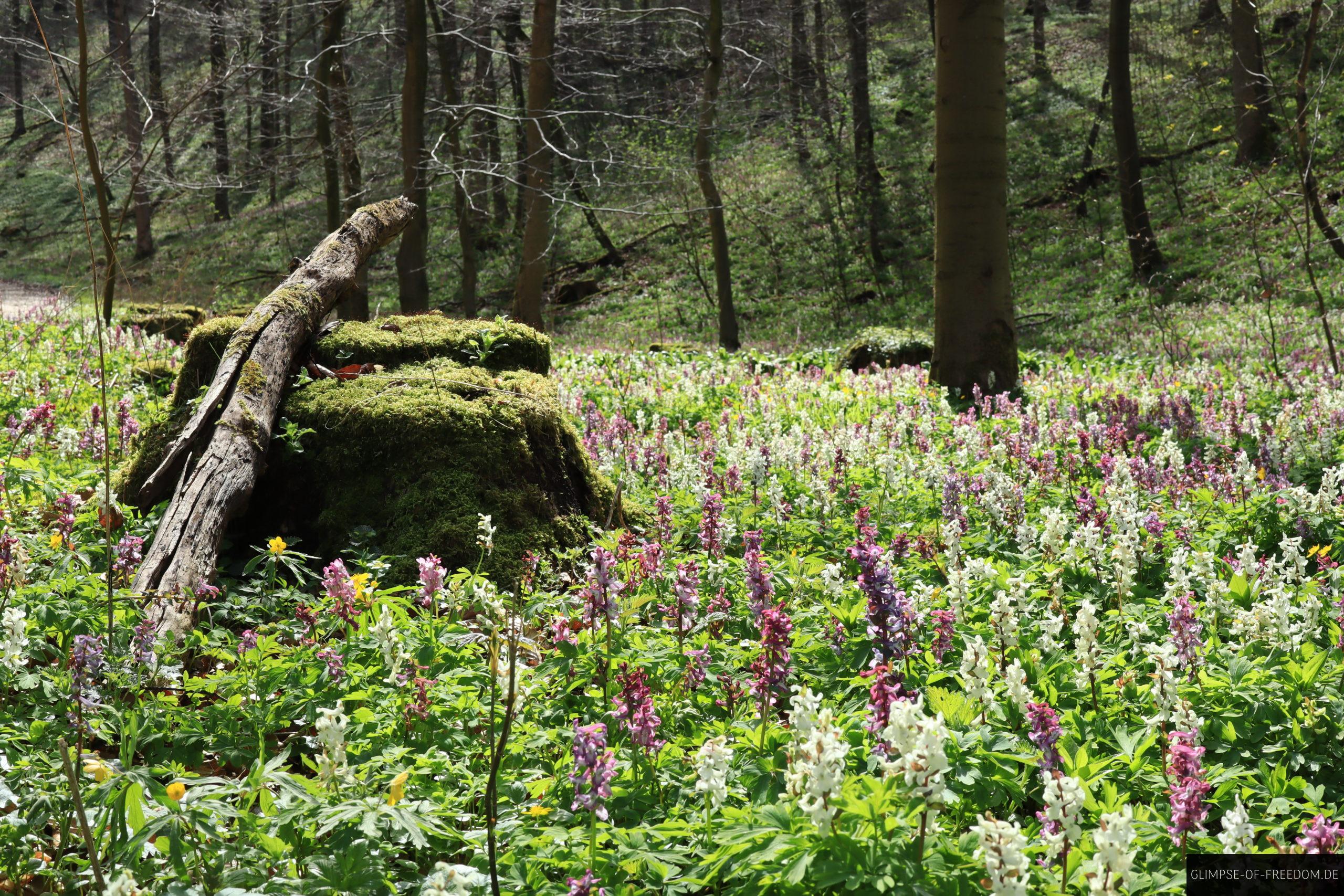 Naturerlebnis im Wald an den Hohensteinklippen scaled Naturerlebnis-im-Wald-an-den-Hohensteinklippen