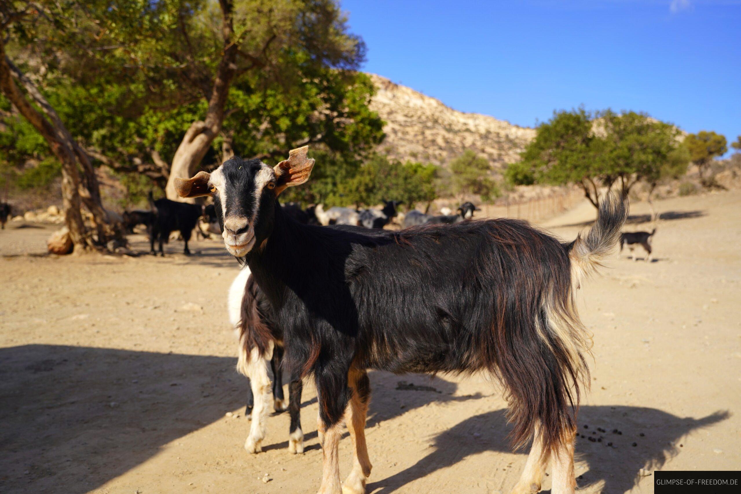 Neugiere Ziege am Startpunkt der Agiofarago Wanderung scaled Neugiere Ziege am Startpunkt der Agiofarago Wanderung
