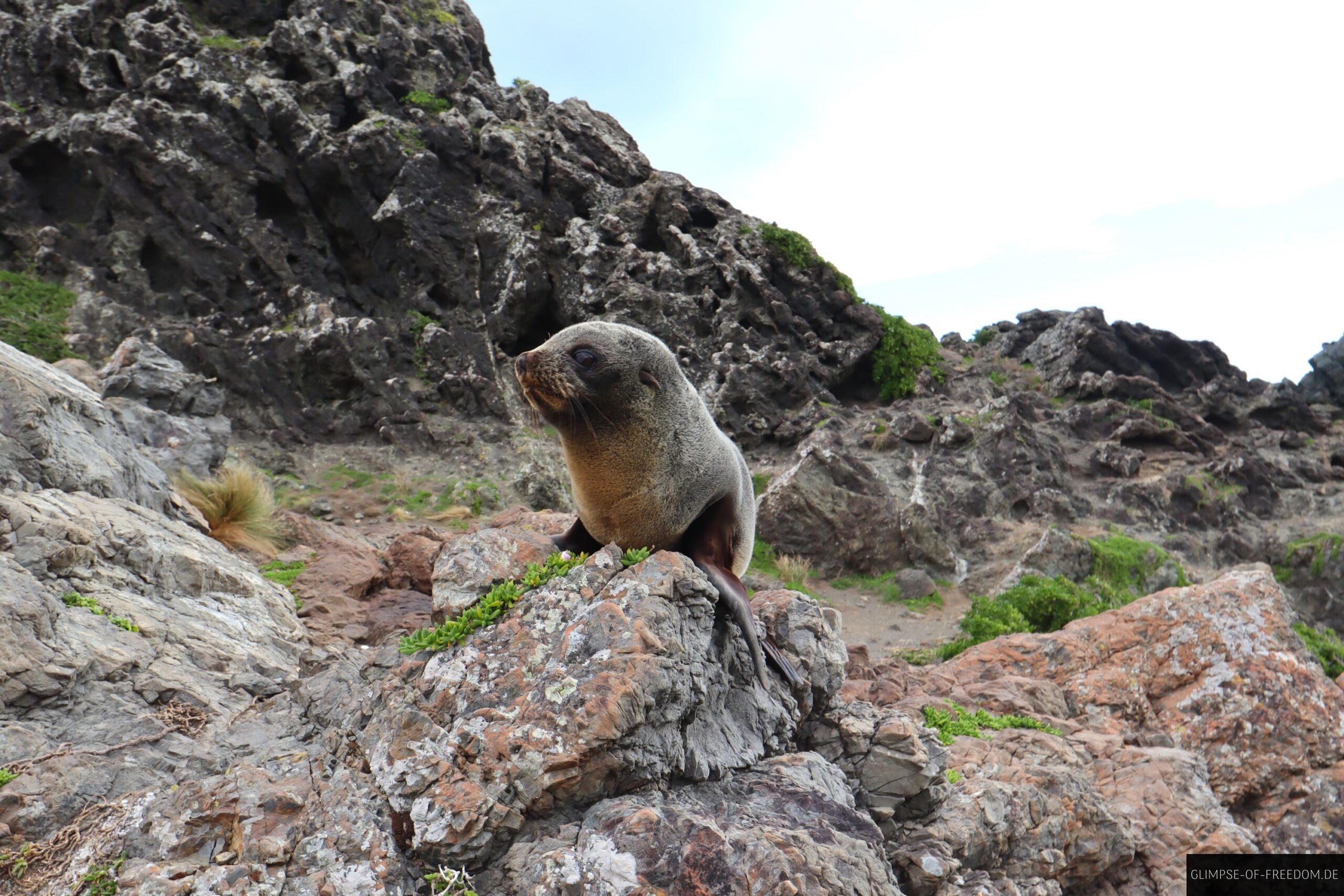 Neugierige Robbe Neuseeland scaled Neugierige Robbe Neuseeland